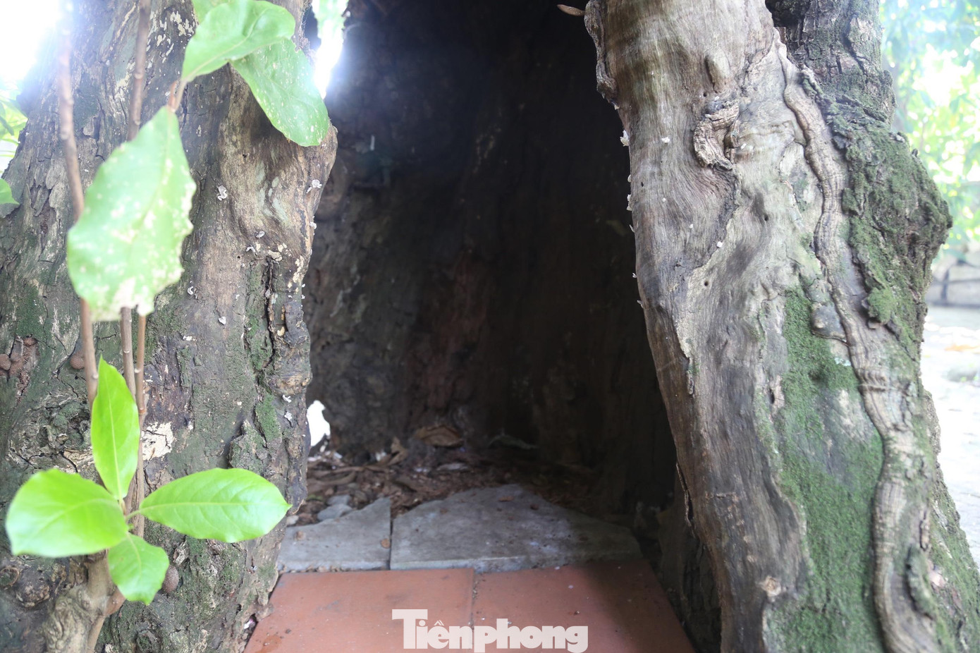 Bên trong gốc cây bàng khá rộng, có sức chứa khoảng 4-5 người. Phía dưới có rất nhiều đất, gạch, lá cây…