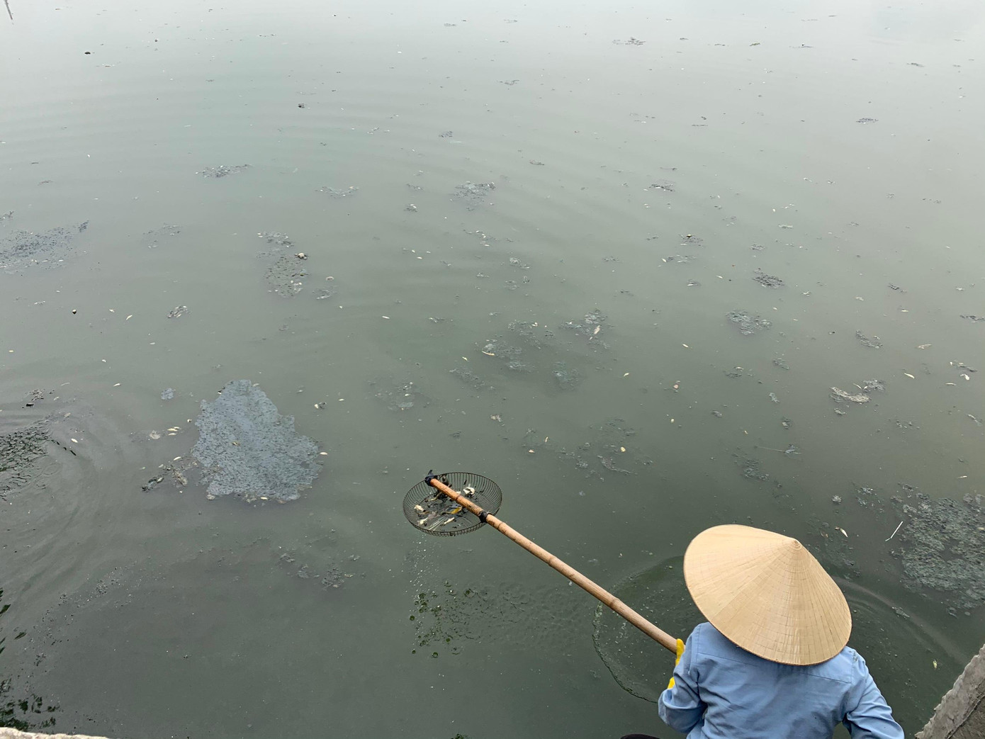 Cá chết bốc mùi hôi thối gây ô nhiễm môi trường được công nhân vớt lên. Cá chết bốc mùi hôi thối gây ô nhiễm môi trường được công nhân vớt lên.