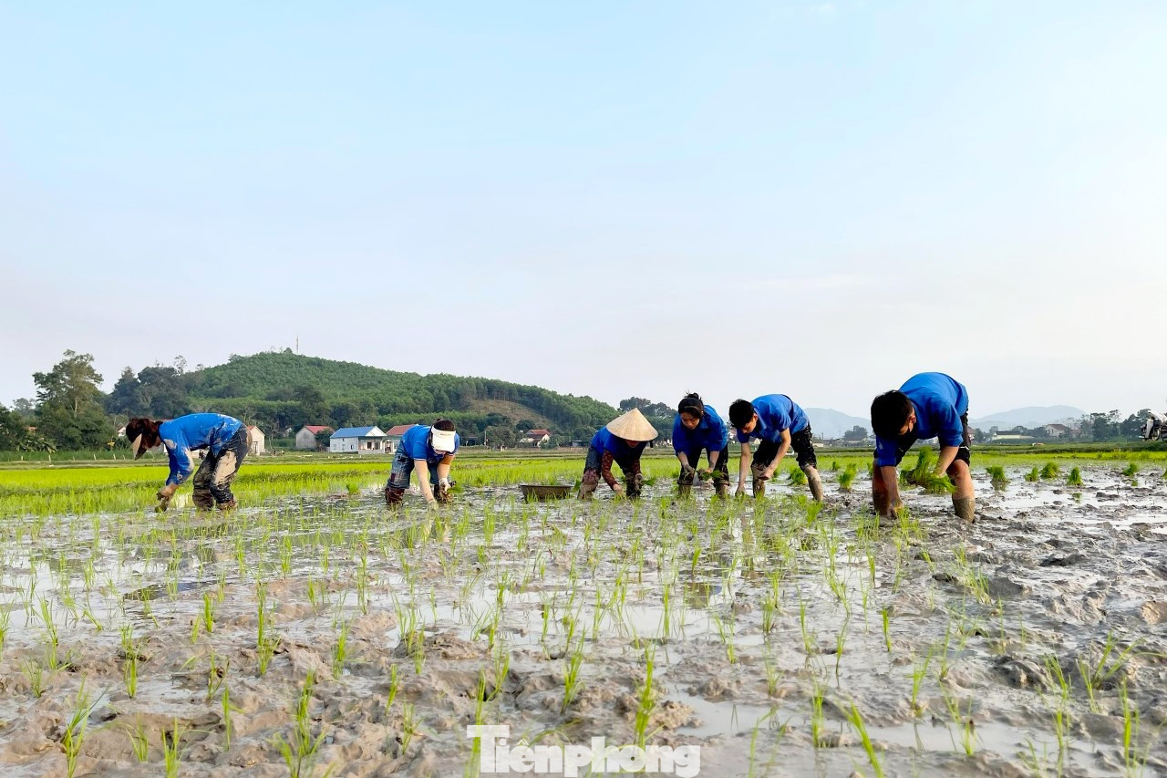 Những ngày cận Tết Nguyên đán, hơn 20 đoàn viên thanh niên xã Nghĩa Thái, huyện Tân Kỳ, Nghệ An đã cùng xuống ruộng cấy lúa giúp gia đình đoàn viên Nguyễn Văn Trường (SN 1997).