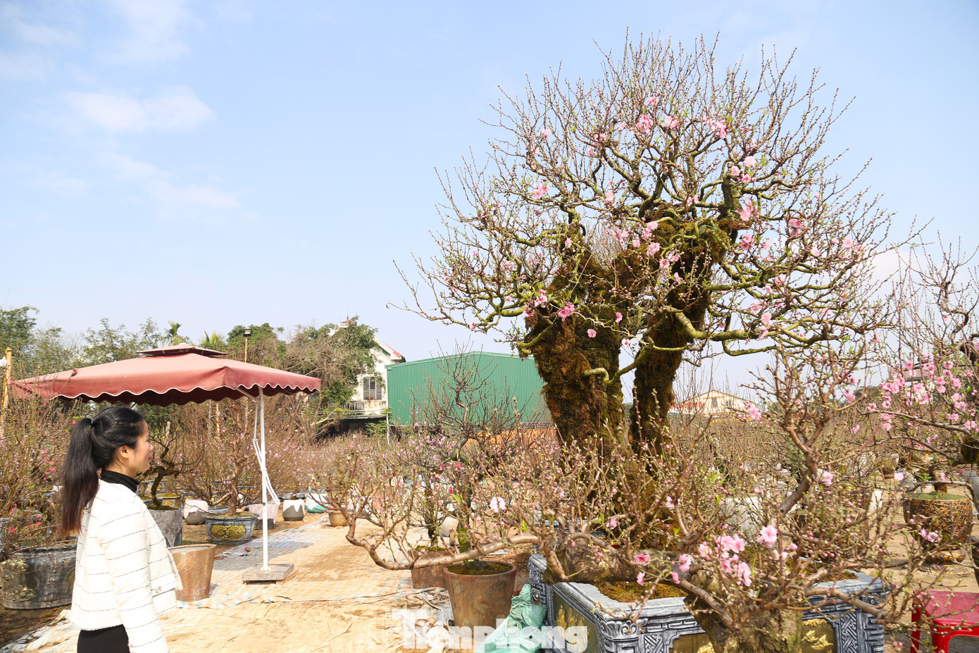 "Mấy hôm trước, có khách trả 100 triệu mua gốc đào này nhưng tôi chưa bán", anh Thắng nói.