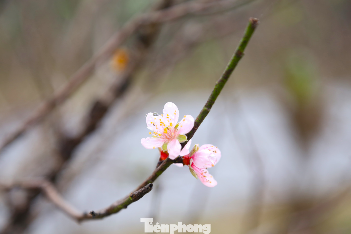 Đào phai ở đây có màu hồng nhạt, nụ hoa to, cánh đẹp, lâu tàn, chồi lá xanh biếc, luôn được khách hàng ưa thích mỗi dịp Tết đến, Xuân về.