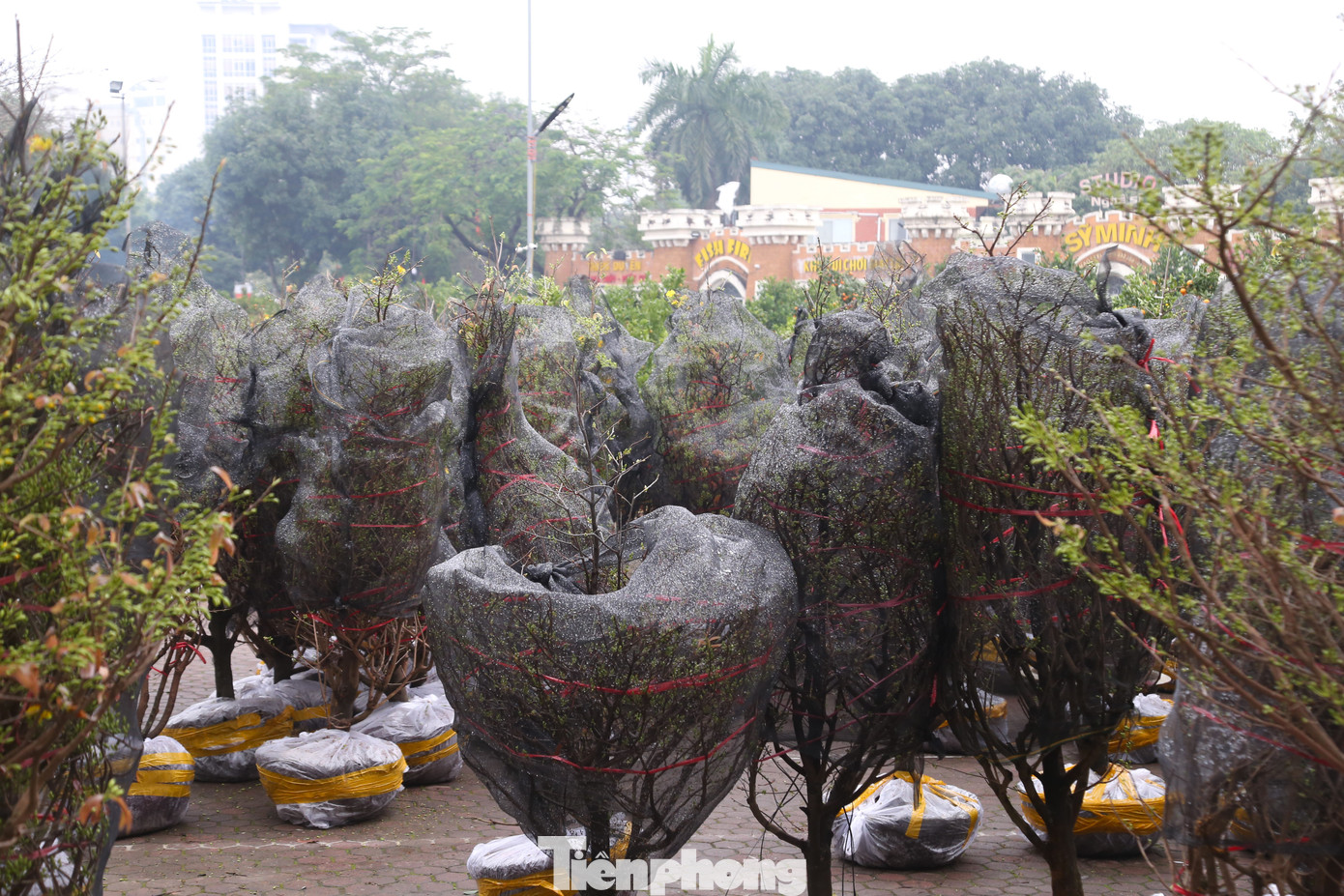 Mai vàng được phủ lớp vải hoặc buộc dây để bảo vệ cây khi di chuyển không bị gãy cành, hoa,...