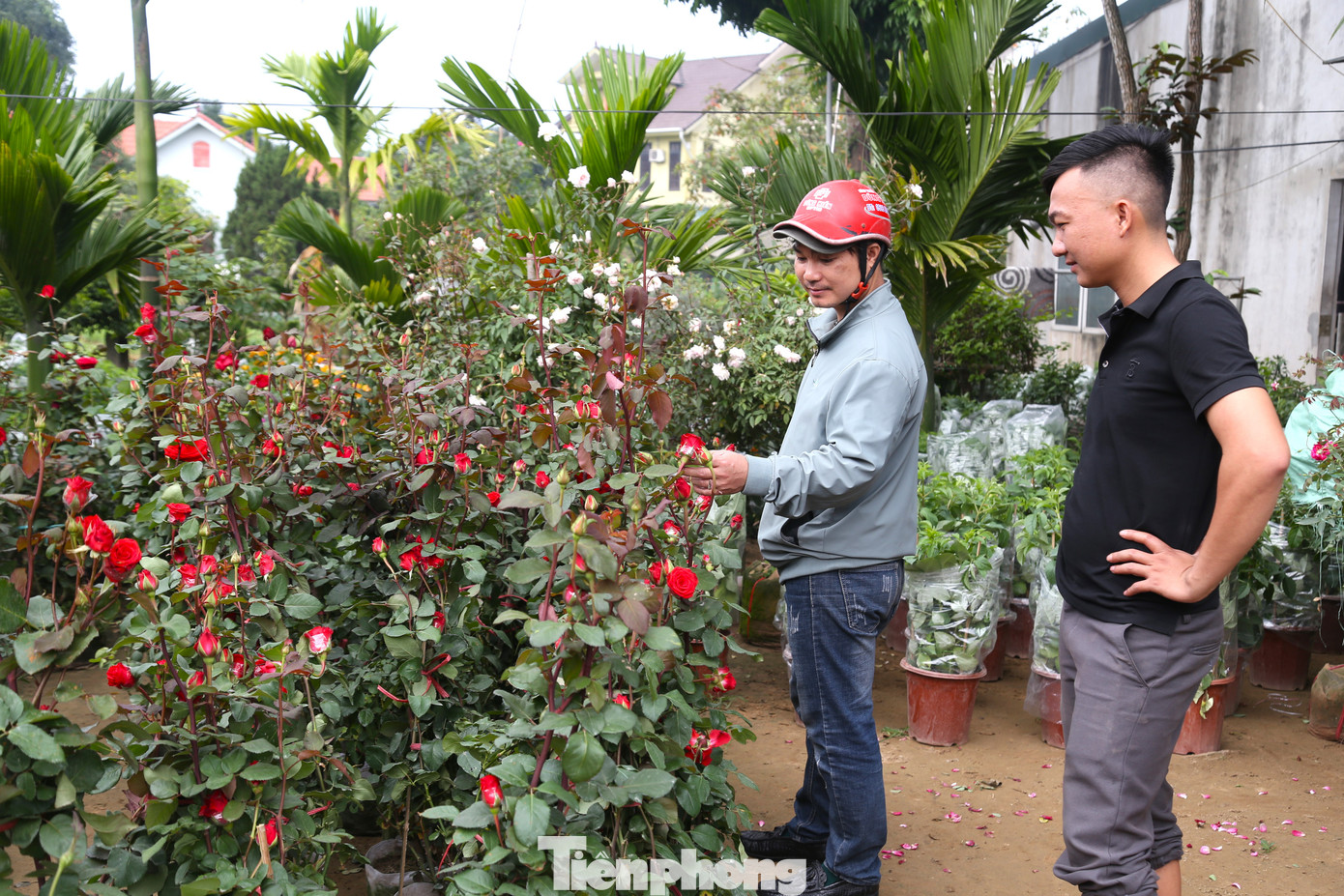 “Từ cuối tháng 11/2023, tôi đã đến các vùng trồng hoa nổi tiếng trong cả nước để khảo sát giá và đặt cọc trước. Đến cuối tháng 12 thì nhập hàng về bày bán. Năm nay, lượng hoa, cây cảnh nhập về đa dạng, đầy đủ các chủng loại và mức giá, phục vụ cho mùa hoa Tết”, anh Thái Văn Sang, chủ vườn hoa ở làng hoa Kim Chi chia sẻ.