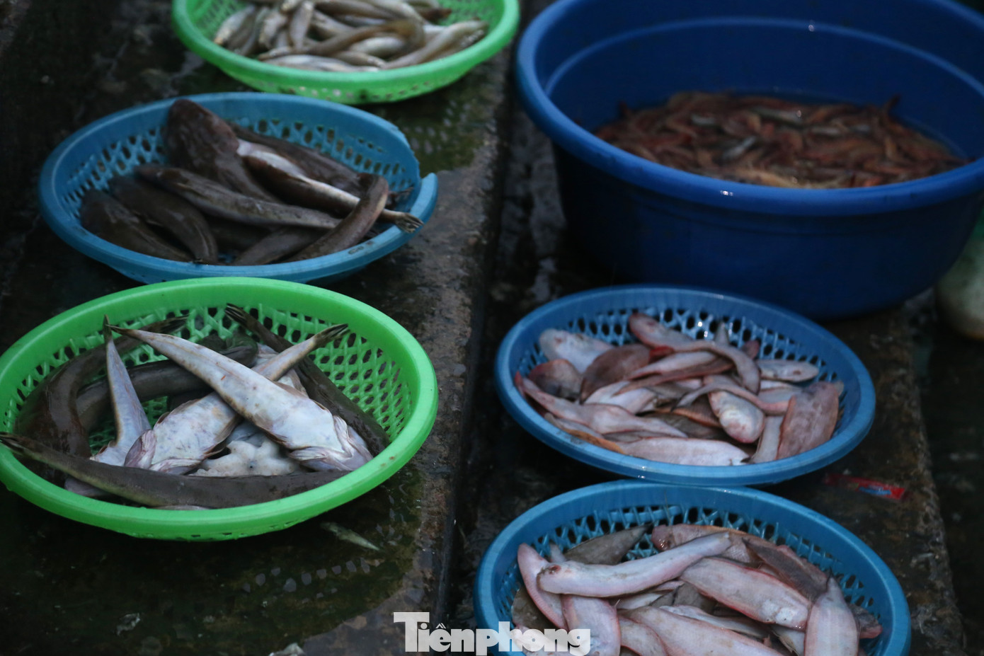 Hải sản sau khi lên bờ được phân loại, đựng trong các khay, rổ, thau,… để bán cho thương lái.