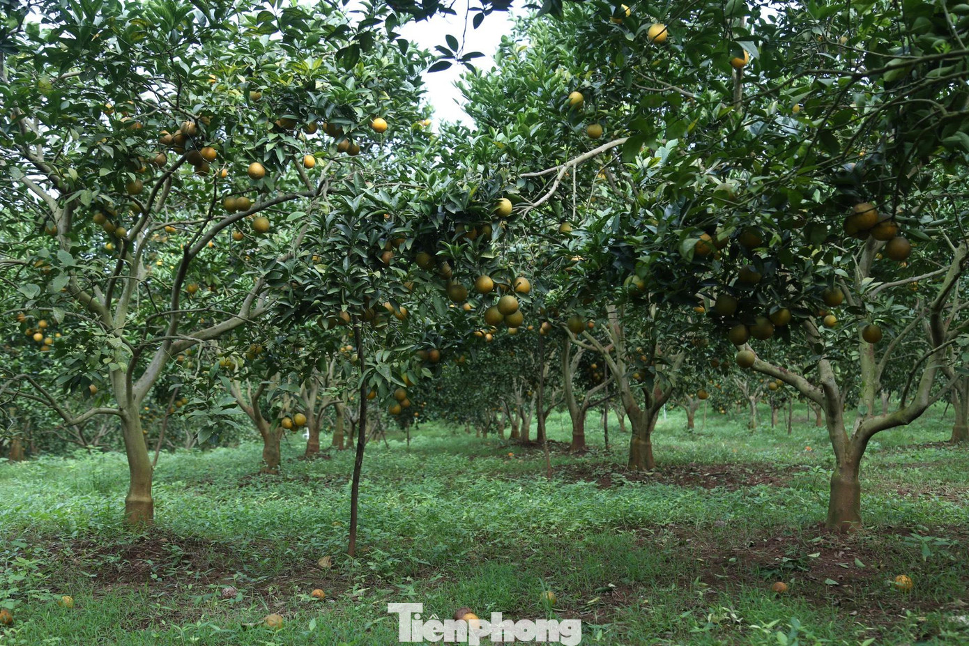Ông Ngô Văn Tuấn - Chủ tịch UBND xã Đồng Thành cho biết: “Toàn xã hiện có gần 100 hộ trồng cam với tổng diện tích hơn 130 ha, trong đó có 56 ha cam được cấp giấy chứng nhận Vietgap. Cây cam mang lại hiệu quả, giá trị kinh tế cao. Năm 2021, sản lượng ước đạt 1.400 tấn, cho thu nhập xấp xỉ 43 tỷ đồng. Cây cam giúp người dân có thu nhập ổn định, nhiều hộ có doanh thu lên đến hàng tỷ đồng nhờ trồng cam”.