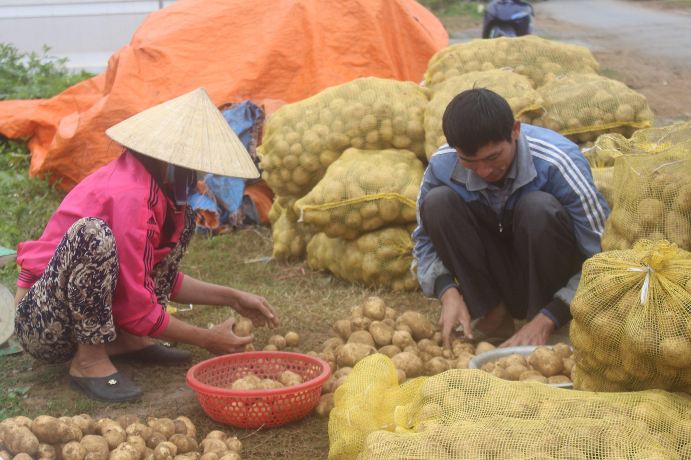 Nhờ bao tiêu sản phẩm ngay tại ruộng, nhiều hộ dân có thu nhập ổn định, thoát nghèo