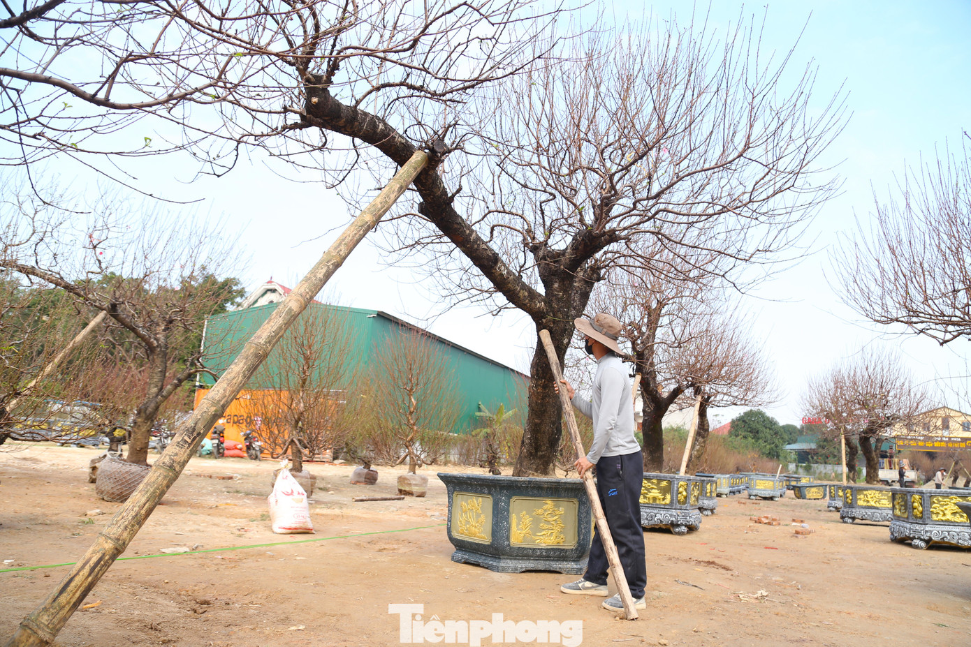 Những gốc đào cổ thụ lớn phải dùng que tre, nứa chống đỡ.