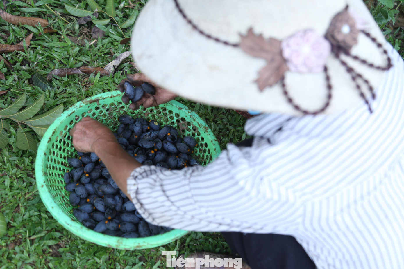 Quả trám hình thoi, khi chín có màu tím thẫm, cùi màu vàng, hạt nhọn hai đầu, nhân hạt trắng ngần. Mùa thu hoạch trám bắt đầu từ tháng 7 âm lịch, kéo dài đến khoảng tháng 9 âm lịch.