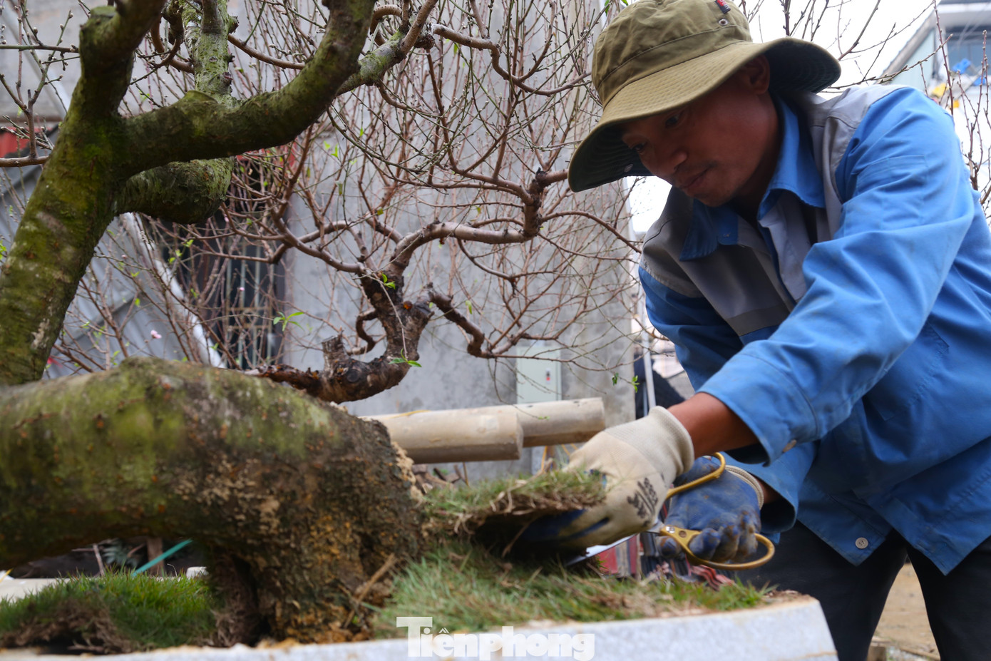 “Công việc của tôi là bê chậu cảnh, hạ đào sang chậu mới, lát cỏ,… Tuy vất vả, nặng nhọc nhưng thu nhập khá cao. Nếu làm đến ngày 30 tháng Chạp cũng có một khoản để chi tiêu, mua sắm Tết”, anh Hiếu tâm sự.