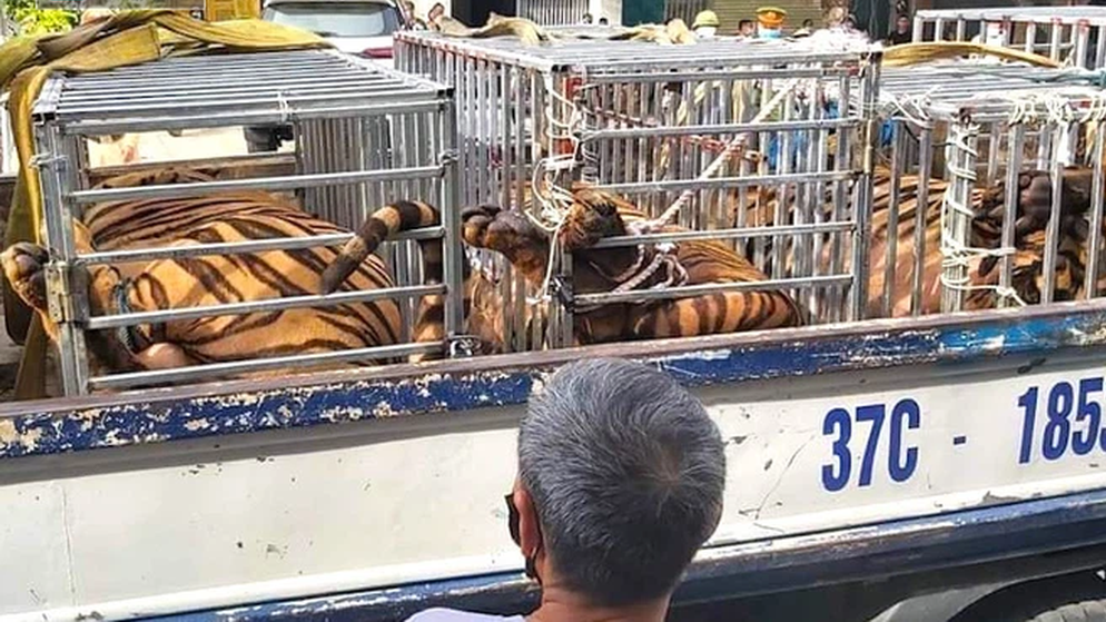 Phát hiện cơ sở nuôi nhốt 14 con hổ trong nhà