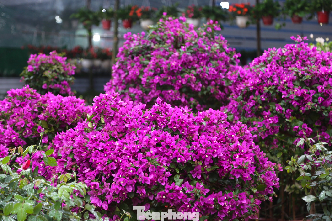 “Hoa giấy là loài hoa ưa nắng, càng nắng hoa càng nở rộ. Hoa có nhiều màu, từ màu tím, trắng, vàng, hồng, đỏ. Thậm chí trên cùng một thân cũng có thể ghép nhiều màu lại với nhau. Khác với việc trồng hoa giấy leo bụi tự nhiên như ngày xưa, nay người dân chuộng hoa giấy leo trên các giàn sắt, dễ dàng cắt tỉa, định hình và di chuyển lúc cần”, anh Trọng nói.