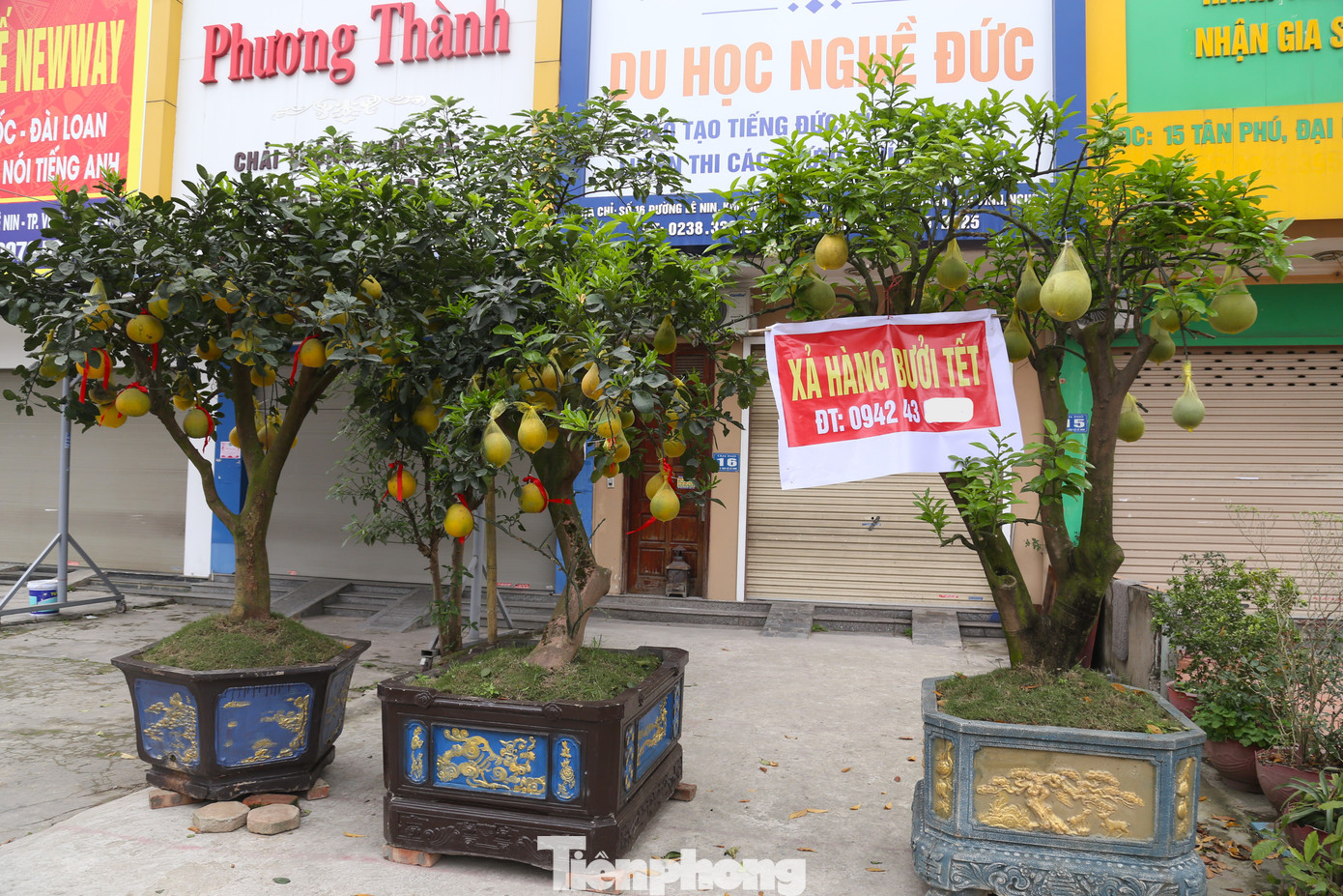 Các vườn bán bưởi diễn cũng treo biển "xả hàng".