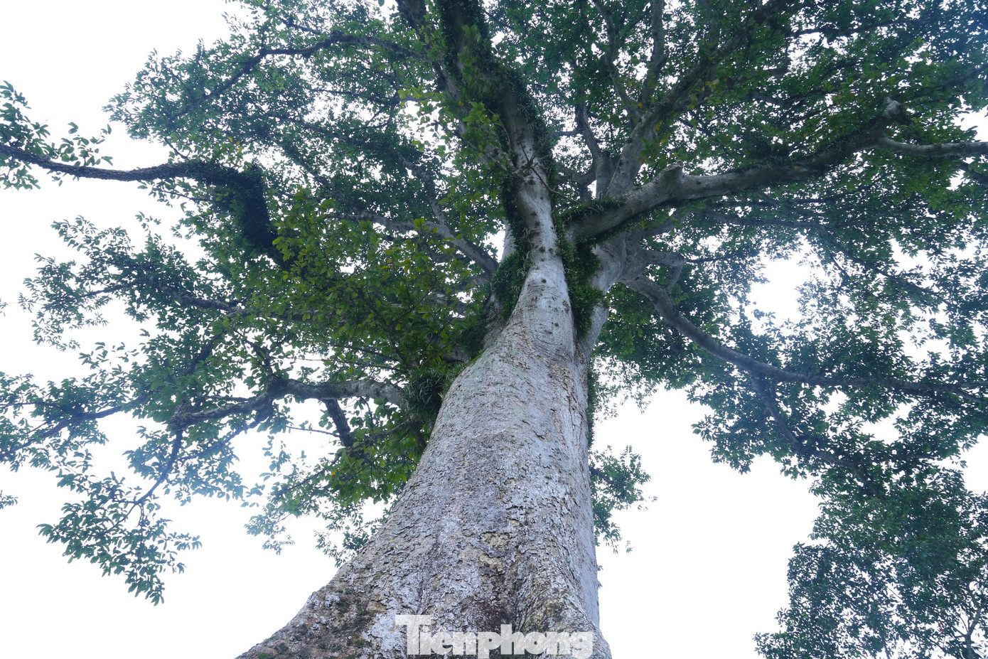 Cây cao khoảng 35m, chu vi gốc tầm 4-5m. Theo người dân địa phương, cây sui có từ lâu đời, không dưới vài trăm năm tuổi.