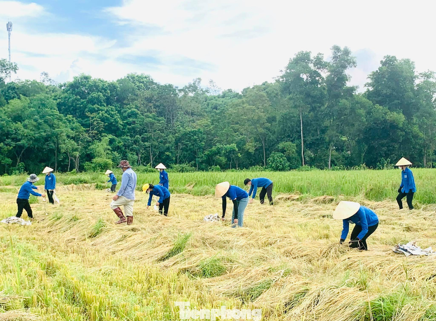 Trên cánh đồng lúa chín vàng của xã Thượng Sơn, huyện Đô Lương, Nghệ An, hàng chục ĐVTN nhanh tay giúp dân thu hoạch hàng chục hecta lúa hè thu trước khi bão Côn Sơn ập đến.
