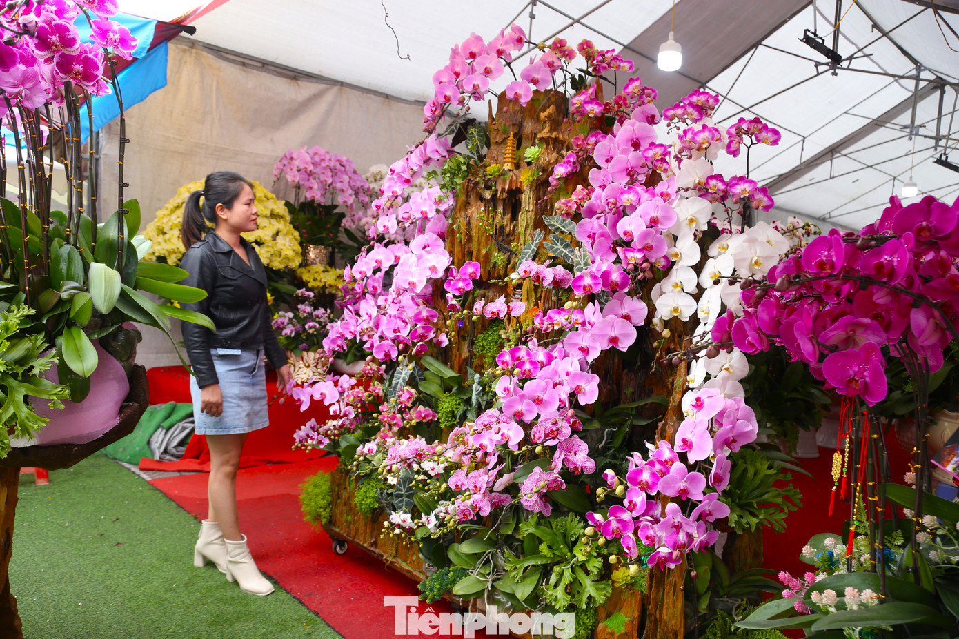 Theo anh Sơn, với những khách có yêu cầu cao, cửa hàng cũng nhận thiết kế chậu lan hồ điệp ‘ôm’ gỗ lũa với kích thước lớn. Những chậu hoa này mang hình dáng độc đáo và thế đẹp, có giá lên đến trên 100 triệu đồng. “Tuy nhiên, việc tìm kiếm gỗ lũa đẹp, kích thước lớn đòi hỏi thời gian và công sức, nên khách phải đặt hàng từ sớm mới có”, anh Sơn cho hay.