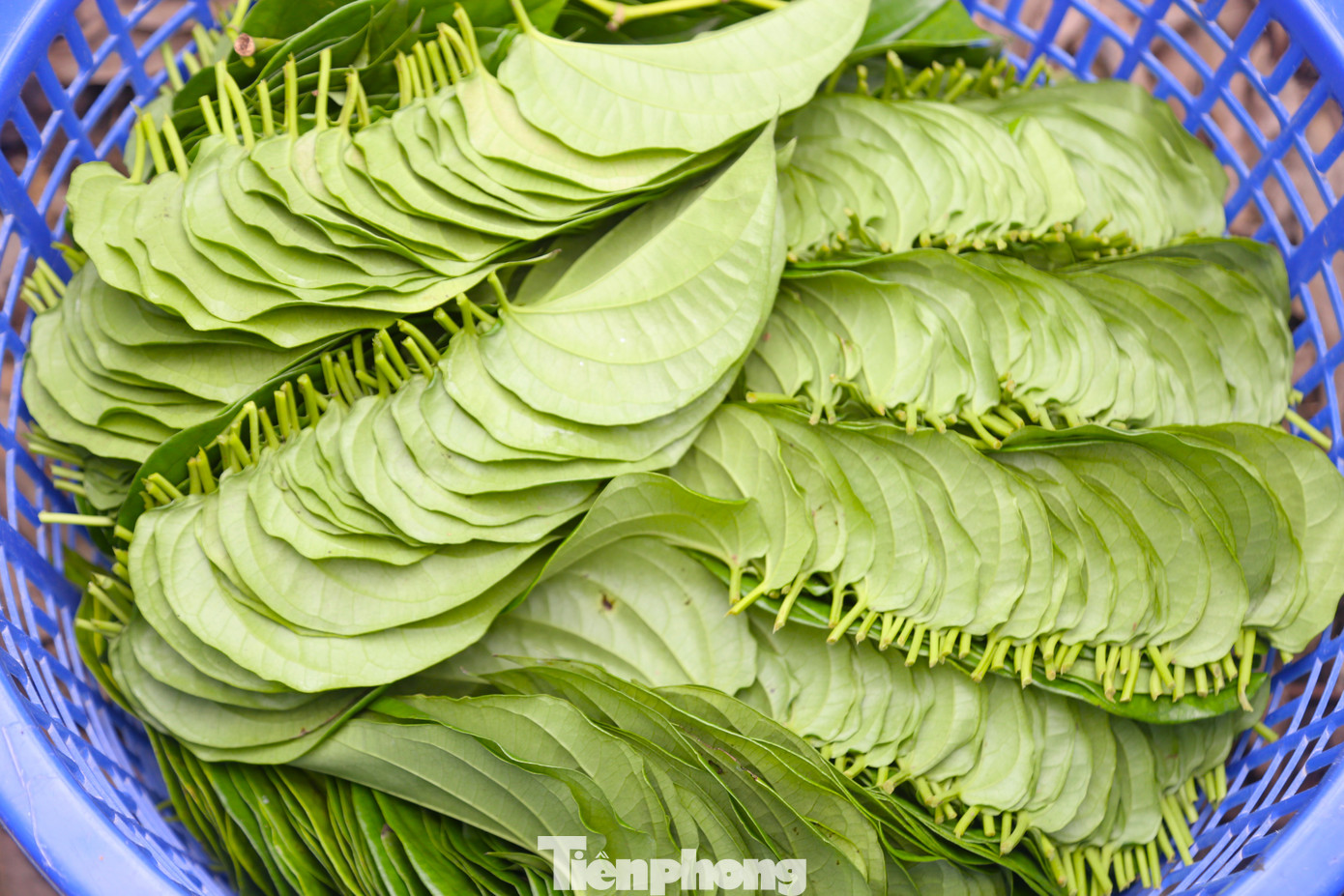 Trầu không là cây khó tính, nên việc trồng, chăm sóc và cả thu hoạch đều tỉ mỉ, kỳ công. Nhiệt độ lý tưởng cho sự sinh trưởng, phát triển của cây trầu không là 20-30 độ C. Trong ảnh, lá trầu được phân loại để đưa ra thị trường.