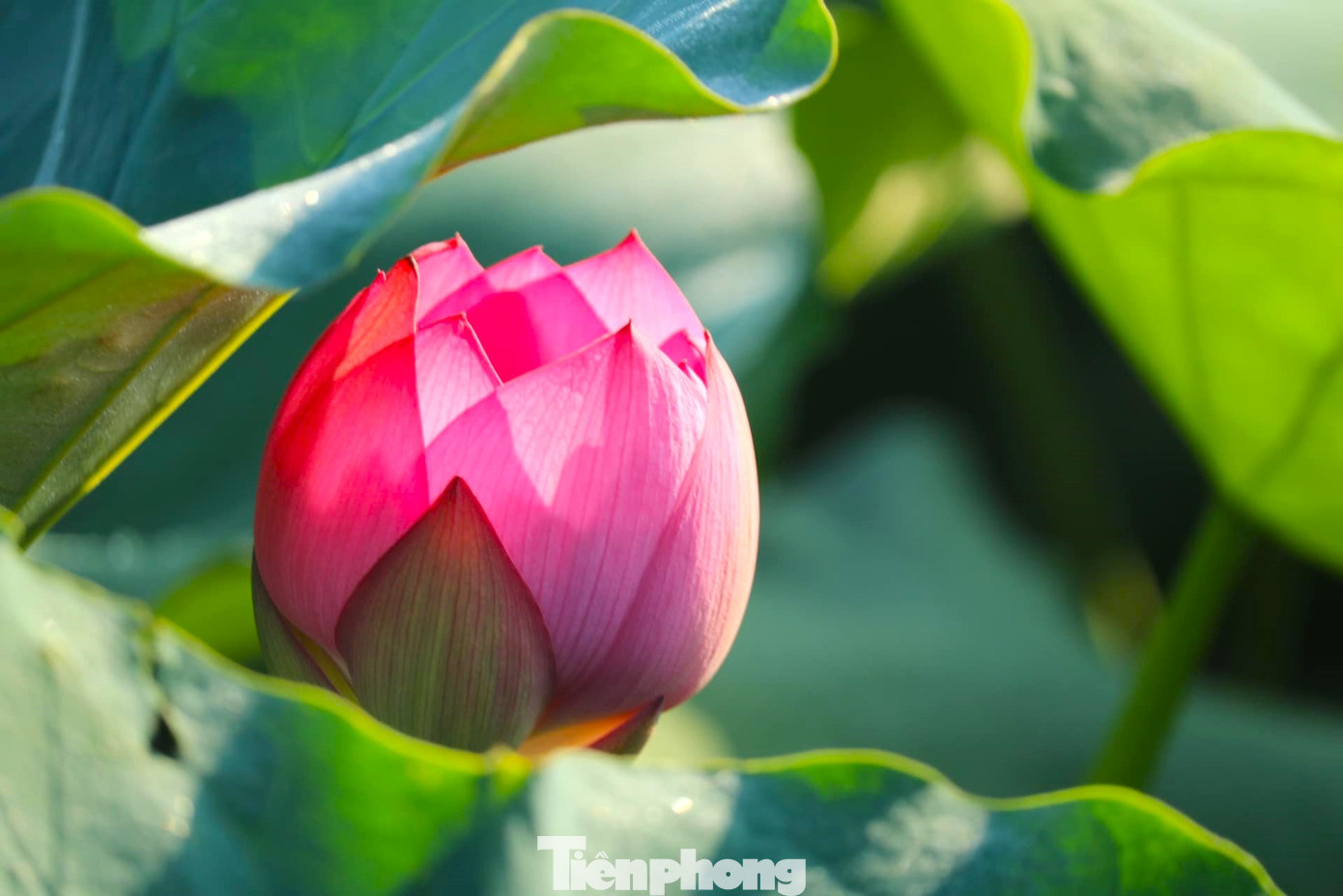 Ngoài giống sen thuần chủng vốn có từ lâu đời ở Kim Liên, những năm gần đây, Hợp tác xã Sen quê Bác đã đưa nhiều giống sen tốt ở các địa phương như Huế, sen cao sản, sen Đồng Tháp Mười... về trồng, tạo sự đa dạng của các loại sen trên quê Bác.