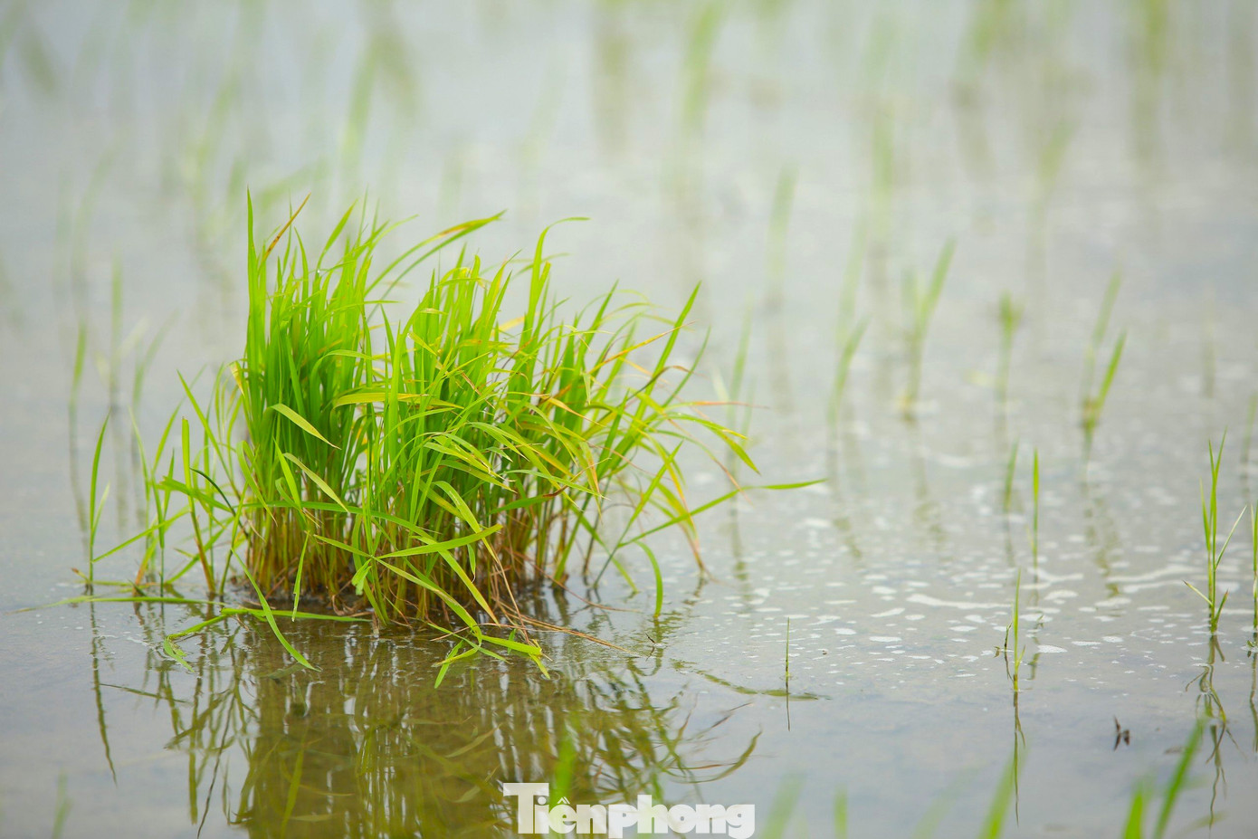 Những cây lúa xanh tốt được bà con nhổ những chỗ dày để cấy dặm vào những chỗ thưa, do ốc bươu vàng và chuột cắn phá.