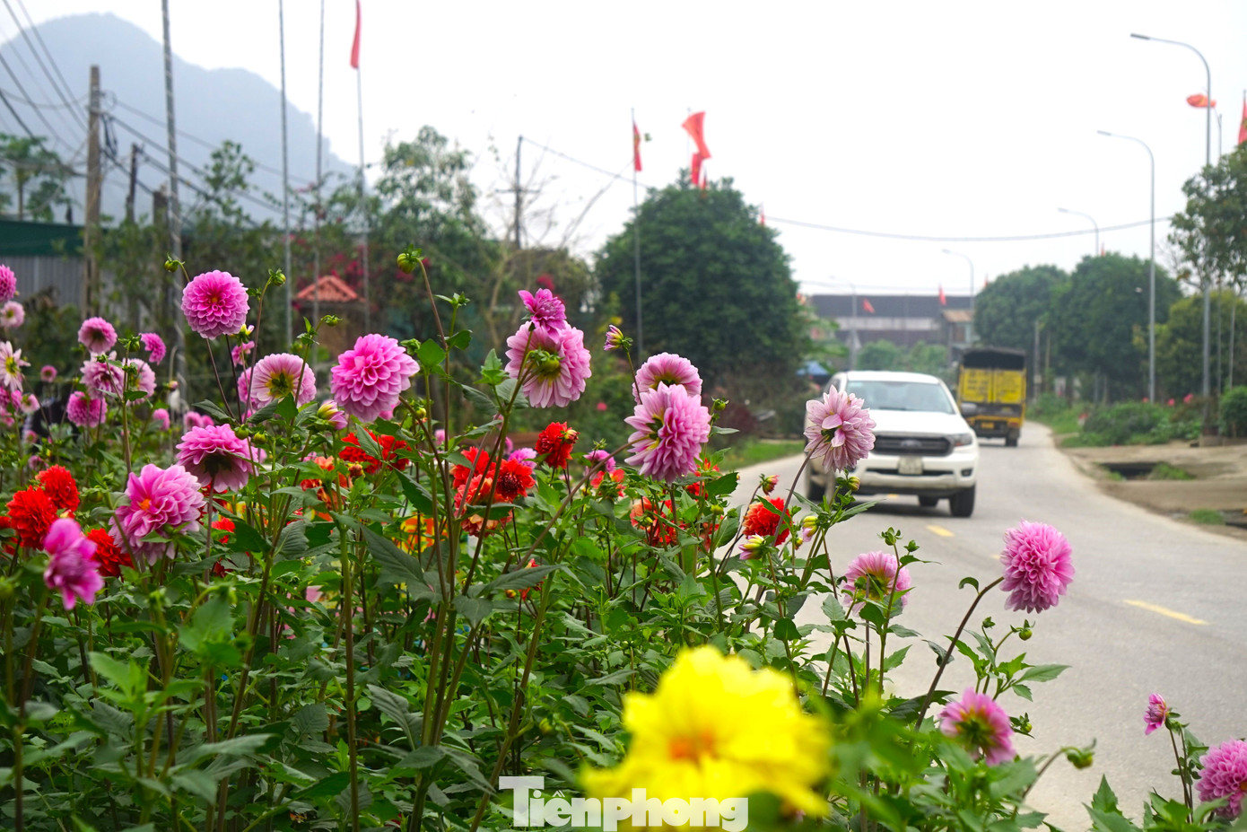 Quốc lộ 7A, qua địa bàn xóm Vĩnh Hoàn, xã Bồng Khê, huyện Con Cuông, Nghệ An kéo dài gần 1km rực rỡ những loài hoa. Từ những bông thược dược đa sắc, đến những bông hoa công chúa, hoa hồng tỉ muội đang vươn mình khoe sắc thắm.
