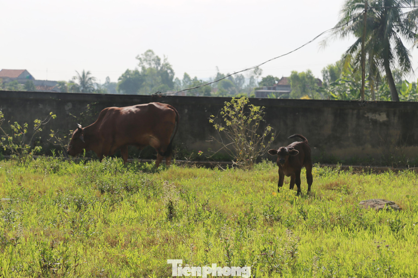 ... và thả rông trâu, bò.