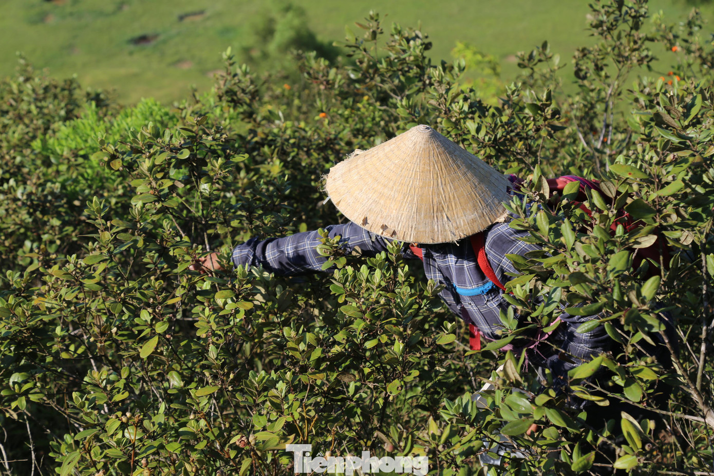 “Tranh thủ vào buổi sáng sớm hoặc chiều tối cho mát tôi lên rú hái sim. Hôm ít được 3-5kg, hôm nhiều thì cả yến. Giá sim ngoài chợ đắt nhưng chúng tôi nhập cho thương lái thì khoảng 20.000 đồng/kg. Hái sim có chút vất vả khi phải di chuyển trên khu vực đồi núi cao nhưng chịu khó cũng kiếm được khoản tiền kha khá”, chị Thương chia sẻ.