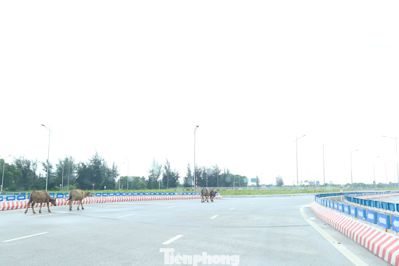 Theo Nghị định 168/2024/NĐ-CP của Chính phủ Quy định xử phạt vi phạm hành chính về trật tự, an toàn giao thông đường bộ thì hành vi: Thả rông động vật nuôi trong đô thị hoặc nơi công cộng bị phạt cảnh cáo hoặc phạt tiền từ 300.000 - 500.000 đồng; Để vật nuôi đi trên đường bộ không đảm bảo an toàn cho người và phương tiện tham gia giao thông bị phạt tiền từ 150.000 - 250.000 đồng; Dẫn dắt vật nuôi đi không đúng phần đường quy định hoặc đi vào đường cấm, khu vực cấm bị phạt tiền từ 400.000 - 600.000 đồng.