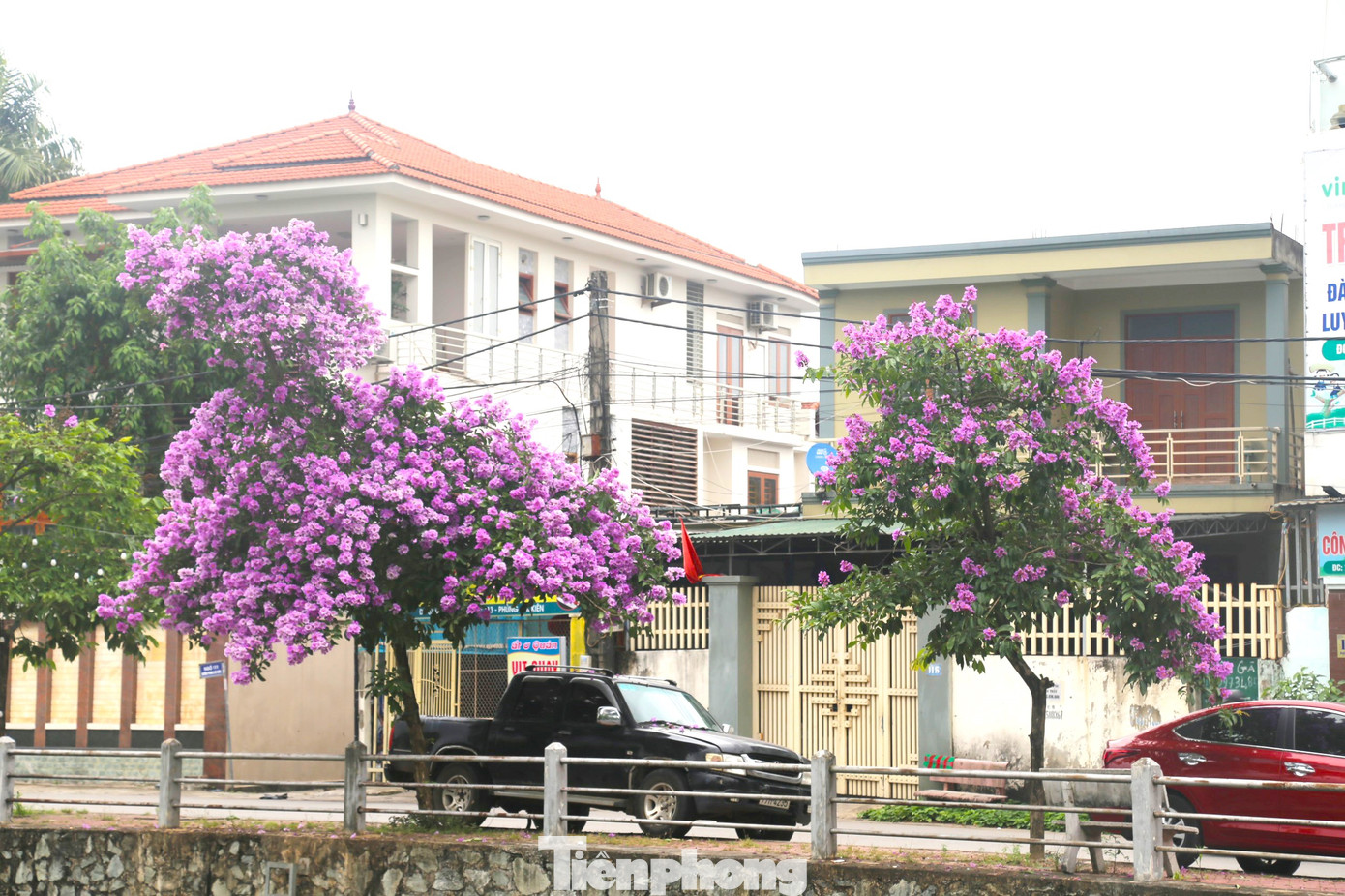 Đi tới đâu trong thời gian này, ta cũng có thể gặp hoa bằng lăng đẹp rực rỡ.