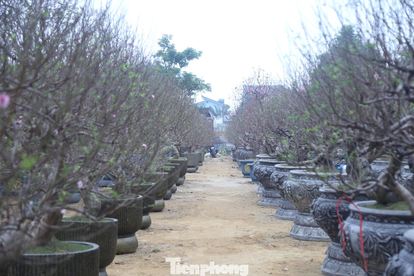 Những ngày này, dọc theo tuyến đại lộ 32 (TP Vinh, Nghệ An), các loại cây đào, quất, bưởi... được bày bán tràn ngập dọc hai bên. Theo khảo sát, năm nay, lượng cây cảnh được nhập về với số lượng nhiều hơn so với các năm trước.