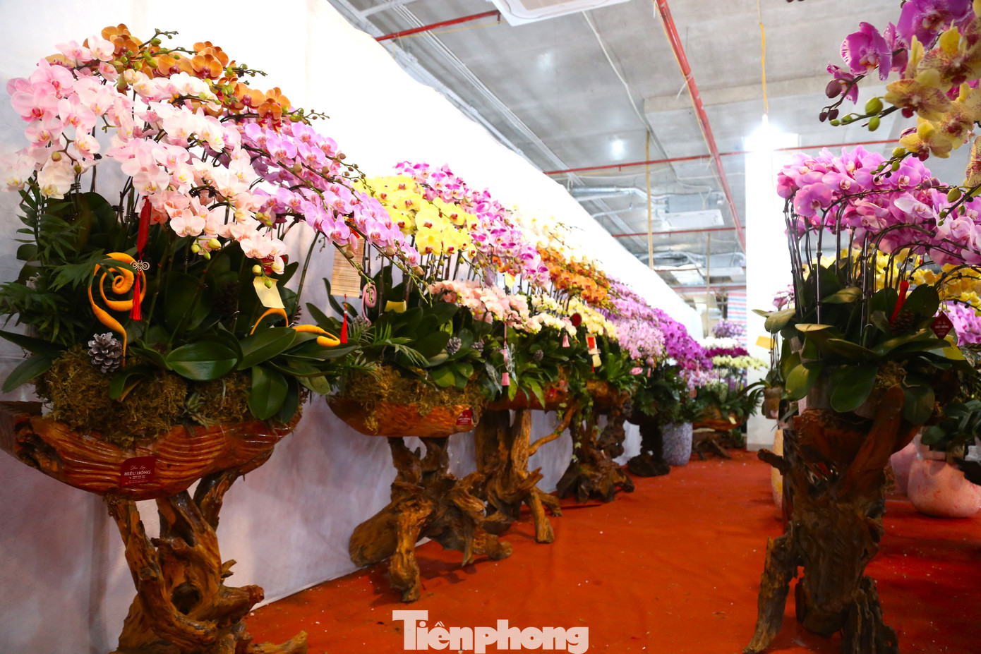 Từ đầu tháng 12 âm lịch đến nay, lan hồ điệp được các thương lái, chủ cửa hàng trưng bày ngập tràn trên nhiều tuyến đường trung tâm của TP. Vinh (Nghệ An) để phục vụ khách mua sắm về chơi Tết Nguyên đán.