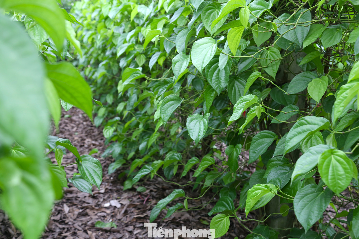 Theo lãnh đạo UBND xã Nghi Ân, cây trầu không không chỉ giúp người dân nơi đây có thu nhập ổn định mà còn trở nên khấm khá. Hiện nhiều hộ dân cũng đã đầu tư làm nhà lưới, hệ thống tưới hiện đại để trồng loại cây này.