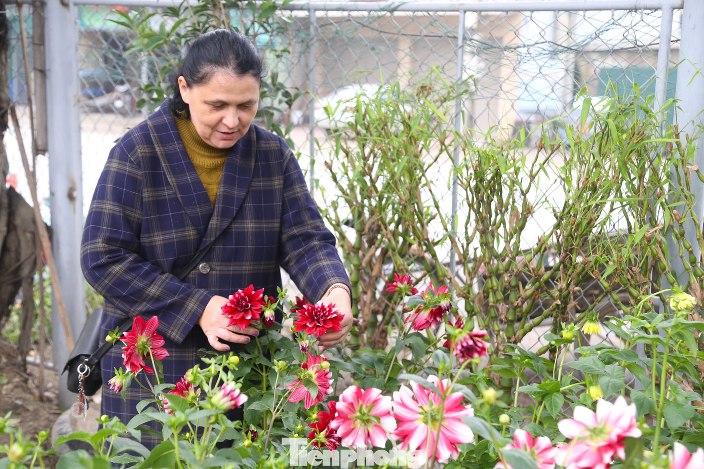 Người dân tranh thủ đi lựa những chậu hoa, cây cảnh ưng ý.