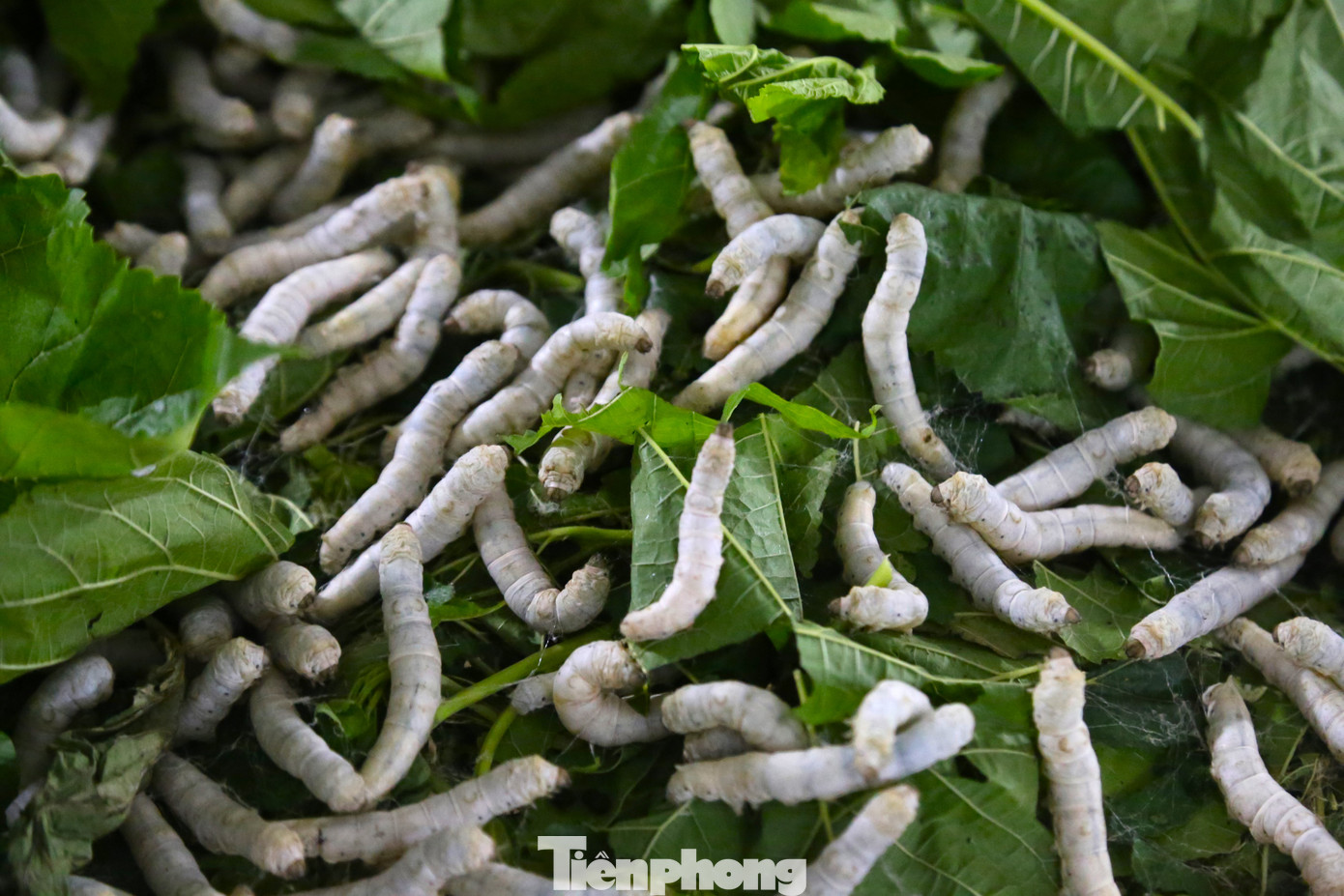 “Thời tiết ở Nghệ An rất khắc nghiệt, nắng mưa thất thường, nếu áp dụng cách nuôi truyền thống, tằm dễ gặp bệnh tật, ảnh hưởng đến năng suất. Việc sử dụng điều hoà sẽ tạo môi trường đảm bảo cho con giống phát triển, sinh trưởng tốt, ngừa bệnh, tạo năng suất cho tằm nhả kén chất lượng”, ông Đinh Văn Thắng, Hợp tác xã nông nghiệp dâu tằm Đồng Tiến, cho hay.