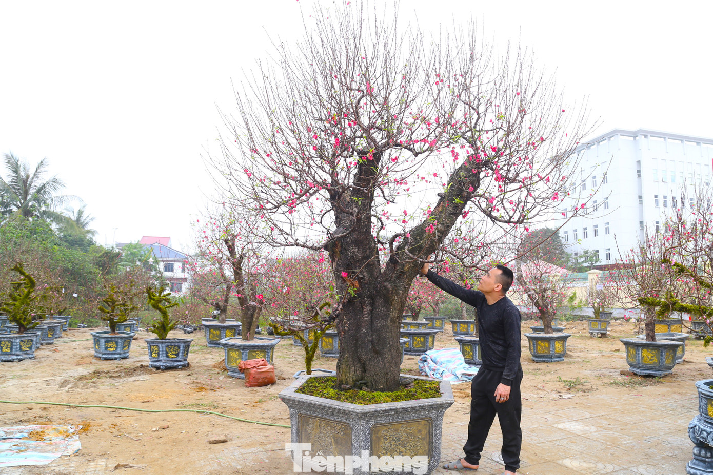 Cận Tết Nguyên đán Giáp Thìn, trên các tuyến phố ở thành phố Vinh (Nghệ An), những cây đào cổ thụ được bày bán phục vụ nhu cầu của người dân. Nổi bật trong đó là gốc đào cổ thụ trăm tuổi, được bán với giá 120 triệu đồng.