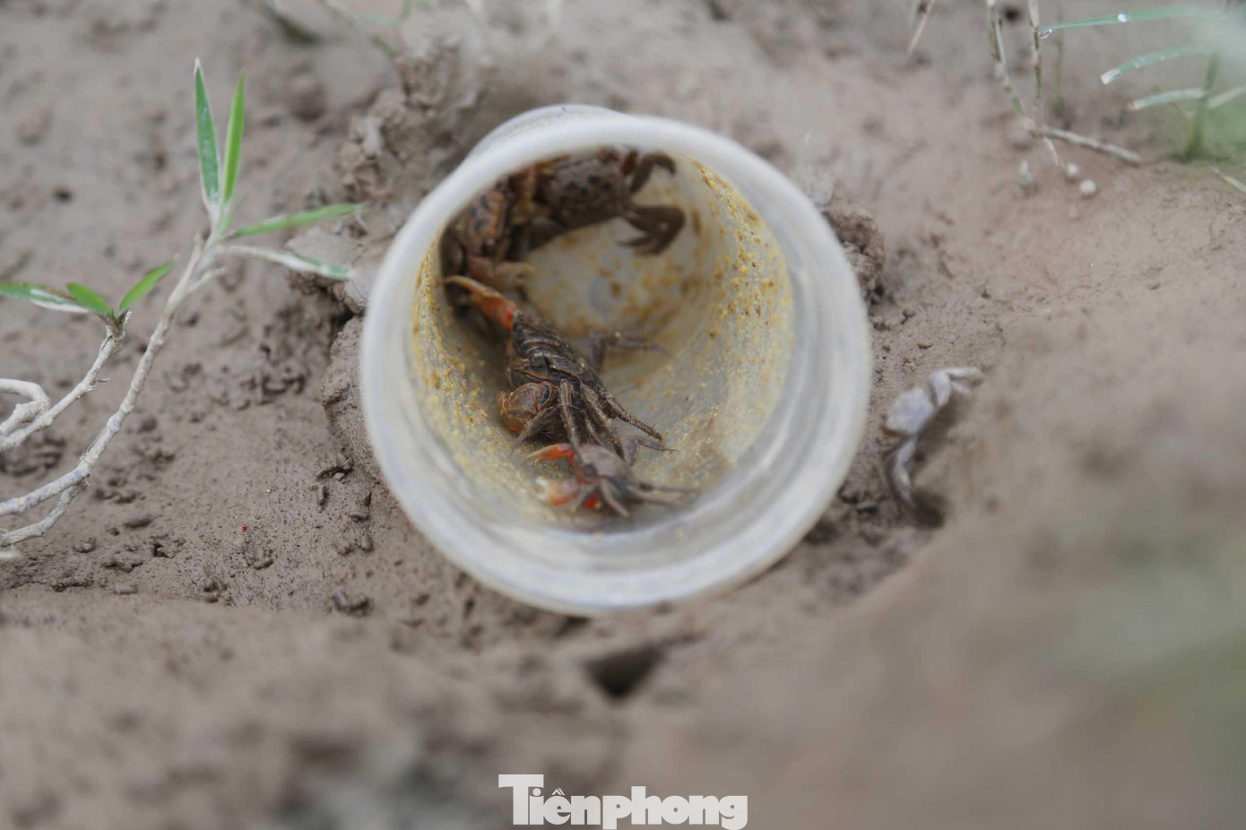 “Những chai nhựa phế liệu sau khi rửa sạch, được cắt bớt phần phía trên, chỉ chừa lại phần ống thân, dài khoảng 15cm. Mỗi ngày, chỉ cần tranh thủ vài tiếng đồng hồ đi đặt ống nhựa có thể bắt được trên dưới 10kg cáy. Với giá bán 50.000 đồng/kg, cũng kiếm được khoảng 500.000 đồng/ngày”, bà Hồng chia sẻ. “Những chai nhựa phế liệu sau khi rửa sạch, được cắt bớt phần phía trên, chỉ chừa lại phần ống thân, dài khoảng 15cm. Mỗi ngày, chỉ cần tranh thủ vài tiếng đồng hồ đi đặt ống nhựa có thể bắt được trên dưới 10kg cáy. Với giá bán 50.000 đồng/kg, cũng kiếm được khoảng 500.000 đồng/ngày”, bà Hồng chia sẻ.