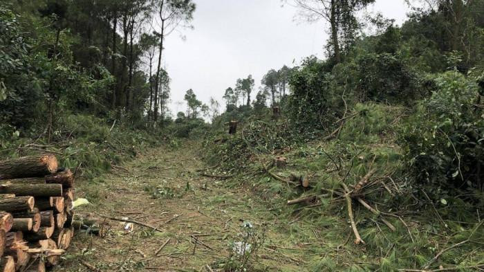 Khu vực rừng Thông rộng hơn 2.000m2 bị các đối tượng dùng cưa máy đốn hạ