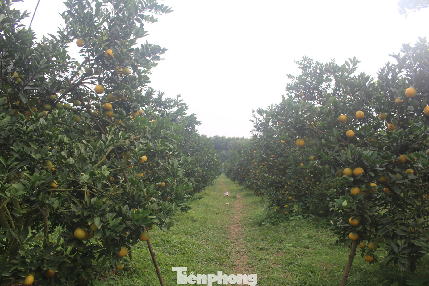 Những ngày này, về xã Đồng Thành (huyện Yên Thành, Nghệ An) không khó bắt gặp hình ảnh người dân đang thu hoạch cam. Những vườn cam trĩu quả, vàng rực trên những sườn đồi. Những ngày này, về xã Đồng Thành (huyện Yên Thành, Nghệ An) không khó bắt gặp hình ảnh người dân đang thu hoạch cam. Những vườn cam trĩu quả, vàng rực trên những sườn đồi.