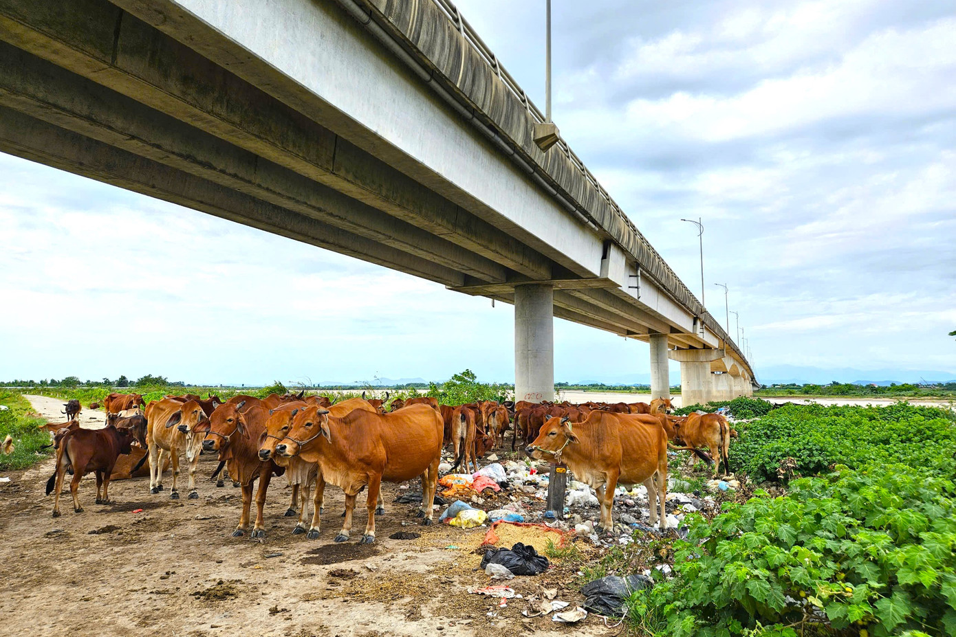 Ông Cao Anh Đức - Chủ tịch UBND xã Hưng Nguyên Nam cho hay: “Chính quyền địa phương vừa thực hiện sáp nhập cấp xã mới nên chưa nắm được thông tin. Chúng tôi sẽ cho kiểm tra và xử lý".