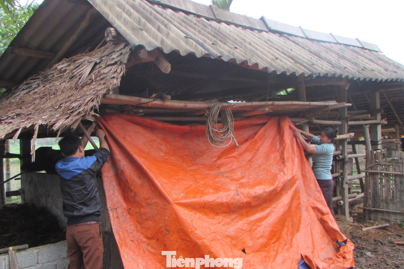 “Con trâu, con bò là gia sản lớn của gia đình. Trước đây trâu, bò thường thả rông trong rừng bất kể trời mưa, rét nên chúng thường bị đói, lạnh, thậm chí bị chết trong rừng. Nhưng giờ những lúc mưa rét chúng tôi không chăn thả trâu, bò vào rừng nữa mà để ở nhà che chắn chuồng trại, giữ ấm cho nó”, bà Tít chia sẻ.