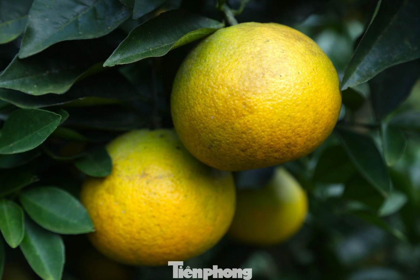 Vườn cam của ông Tiến được chia làm nhiều loại: A, B, C; mỗi loại lại một giá khác nhau, tùy vào đường kính, màu sắc, cân nặng.