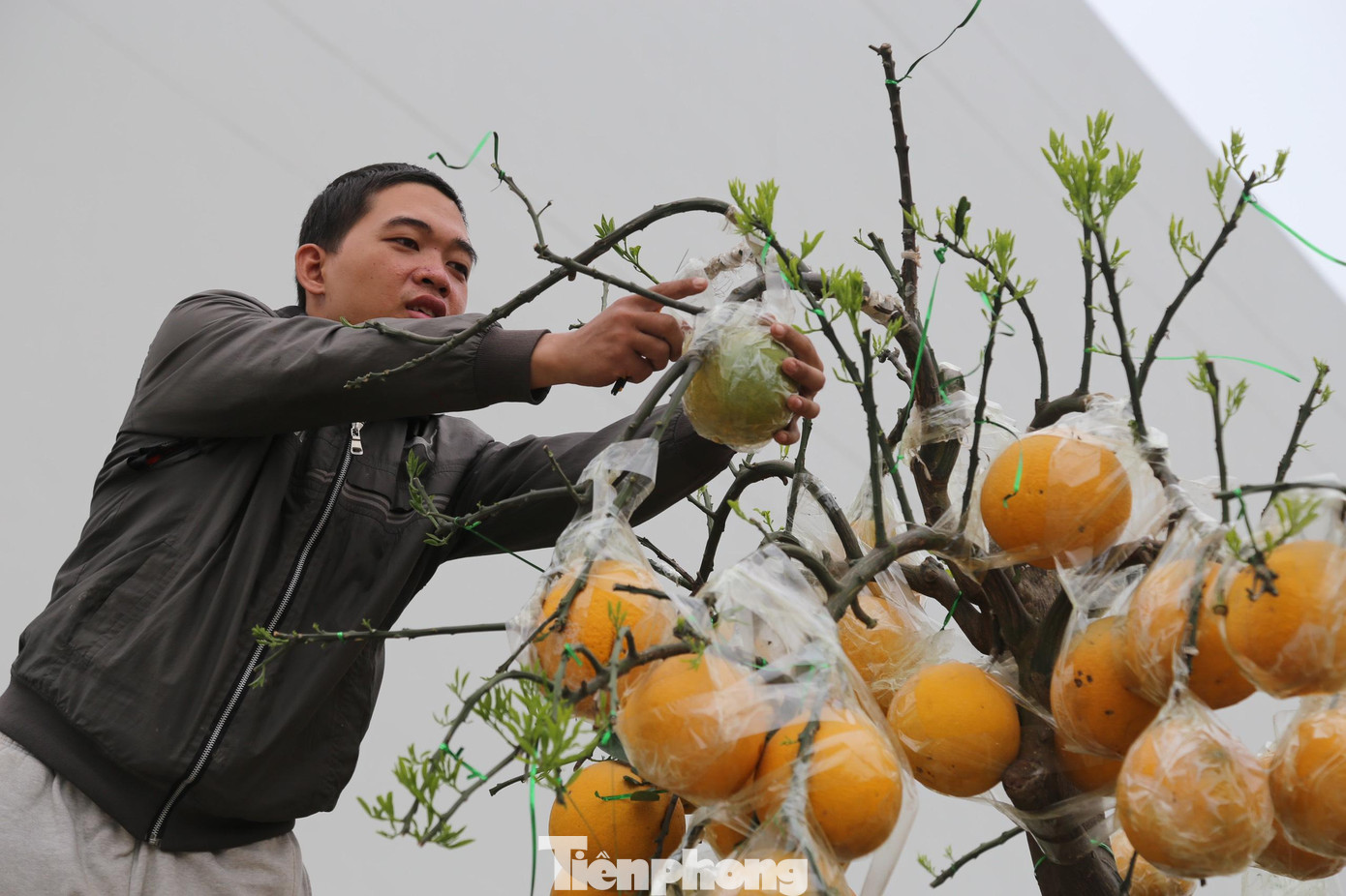 Để cây và quả phát triển đều chủ vườn phải ghép quả từ tháng 4. Sau khi ghép vài tháng, quả mới to lên và chín đều đúng dịp Tết.
