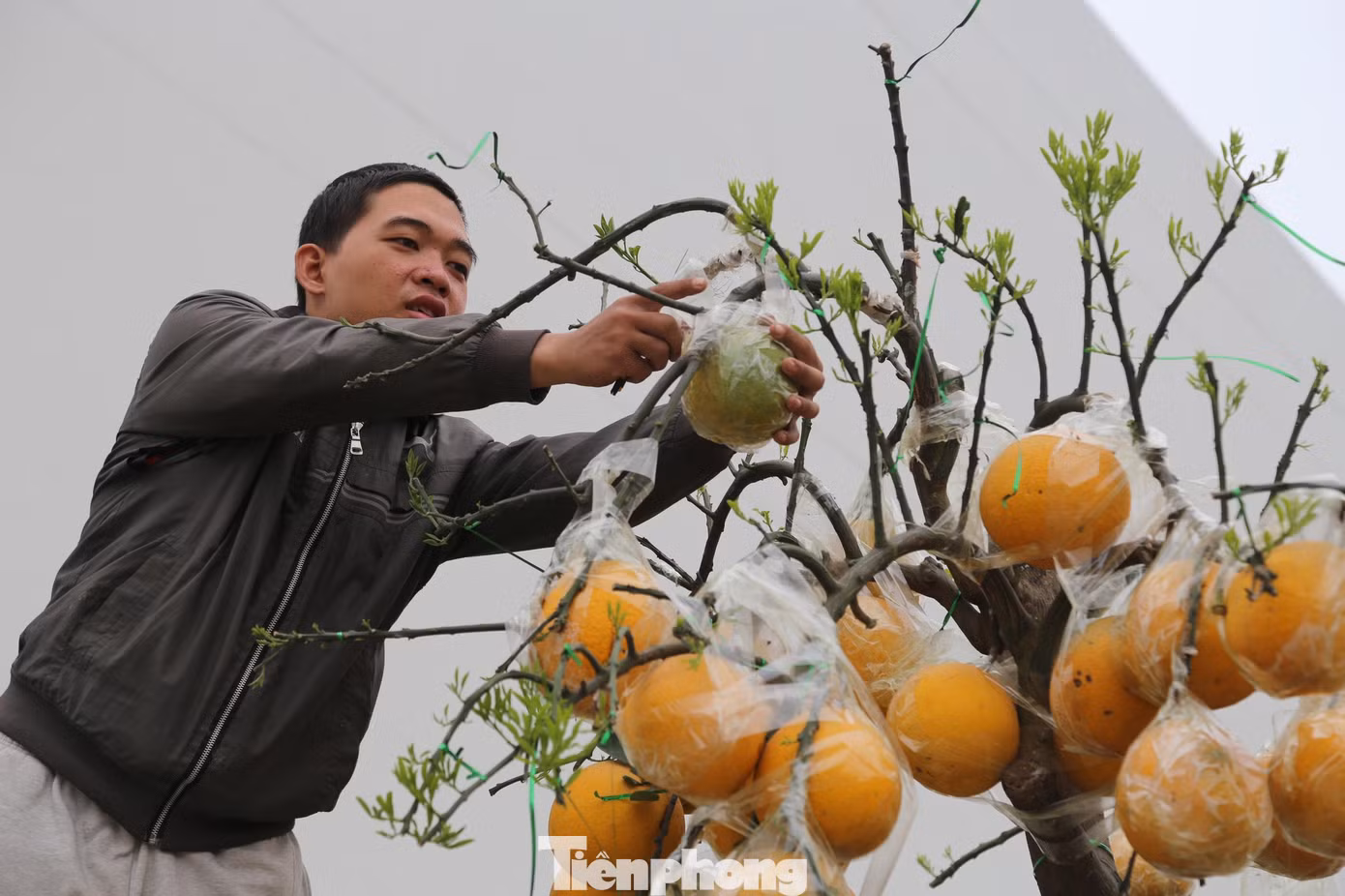 Để cây và quả phát triển đều chủ vườn phải ghép quả từ tháng 4. Sau khi ghép vài tháng, quả mới to lên và chín đều đúng dịp Tết.