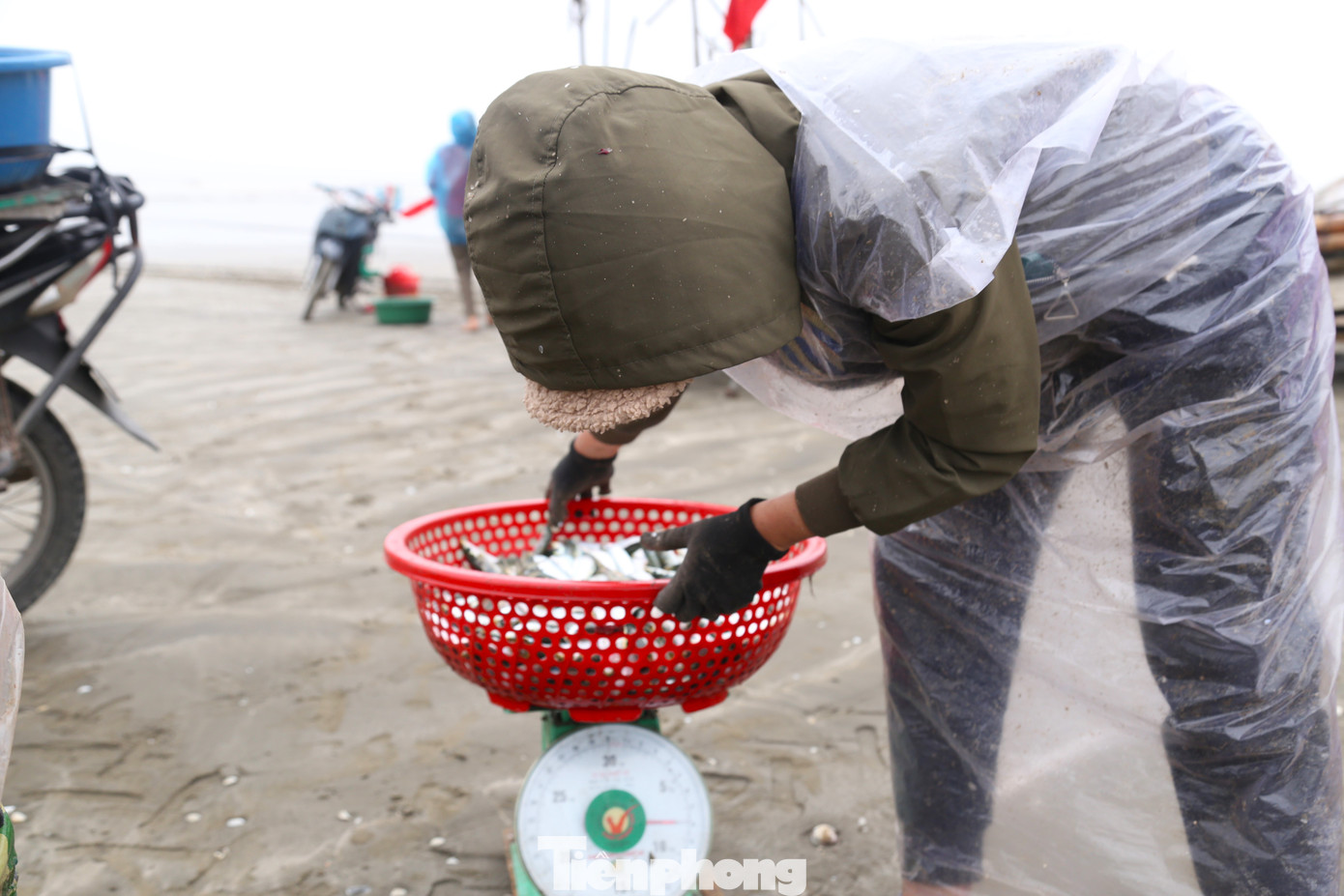 Với giá bán tại bãi biển dao động từ 20.000 - 25.000 đồng/kg cá trích tươi, sau khi trừ chi phí, chủ bè mảng thu tiền triệu mỗi sáng.