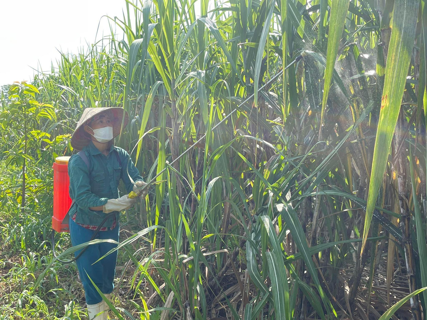 Bà con nông dân chủ động phun phòng trừ bệnh rệp xơ bông trắng Bà con nông dân chủ động phun phòng trừ bệnh rệp xơ bông trắng