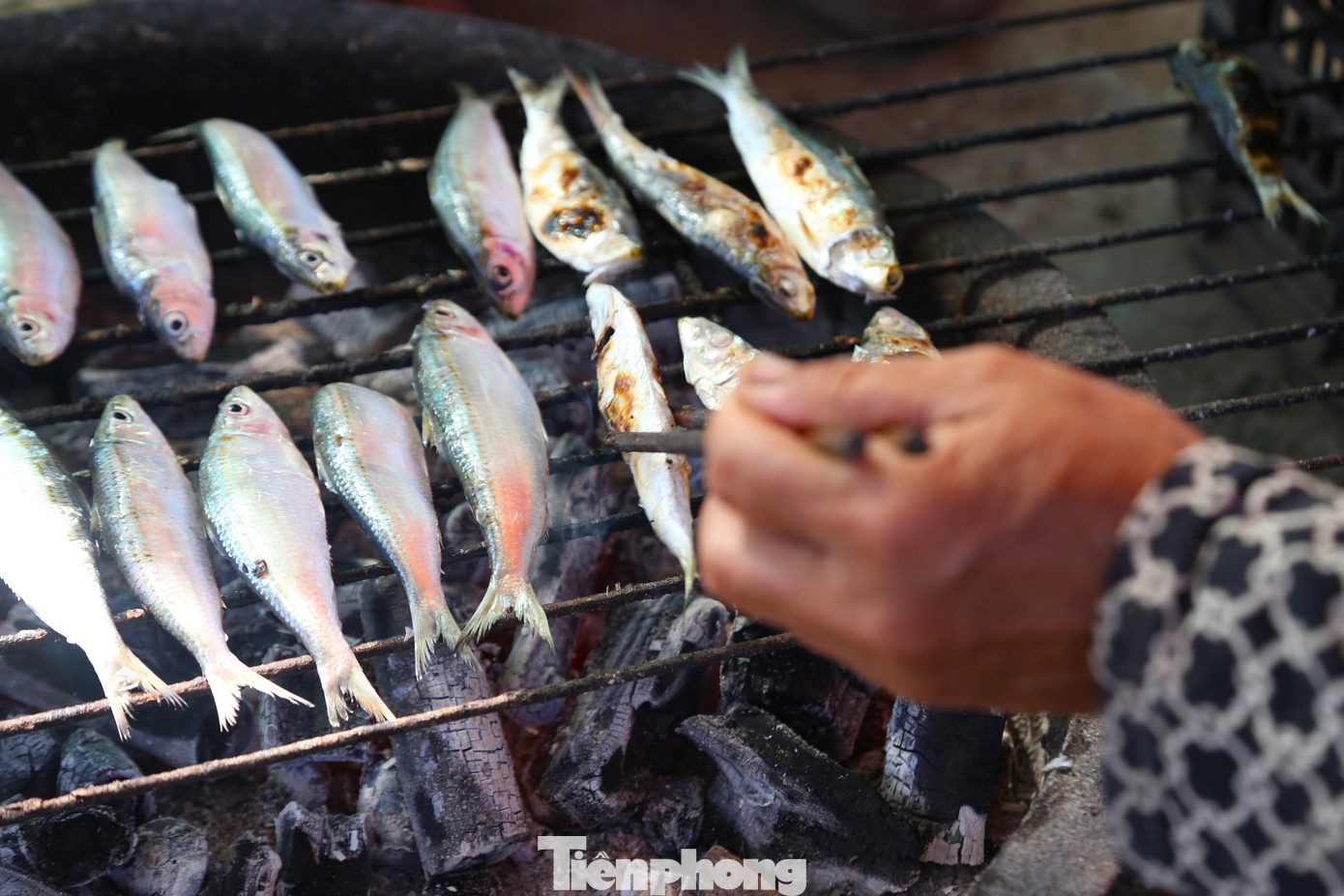 Cá trích được xếp gọn trên khung sắt, nướng trên than hoa đỏ rực.
