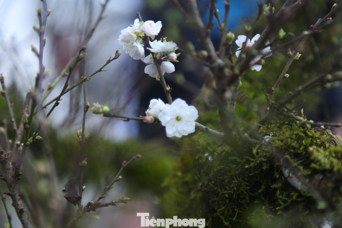 Hoa nhất chi mai mọc thành chùm hoặc những bông đơn, nụ hoa có màu đỏ, nhưng khi nở hoa lại có màu trắng.