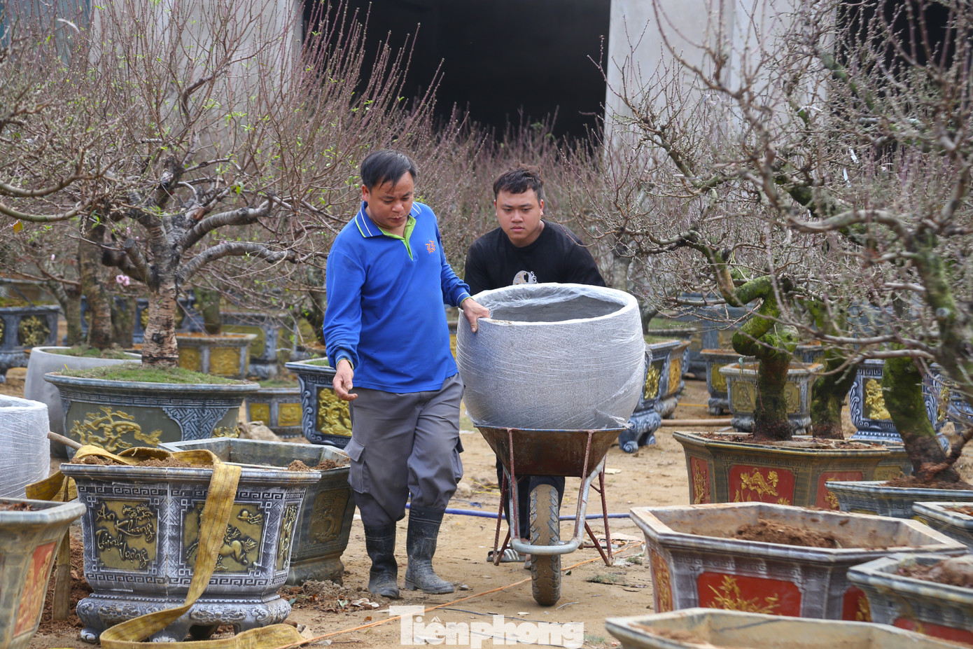 Với những lao động làm công việc bê chậu cảnh được trả công 250 - 350 nghìn đồng/người/ngày.