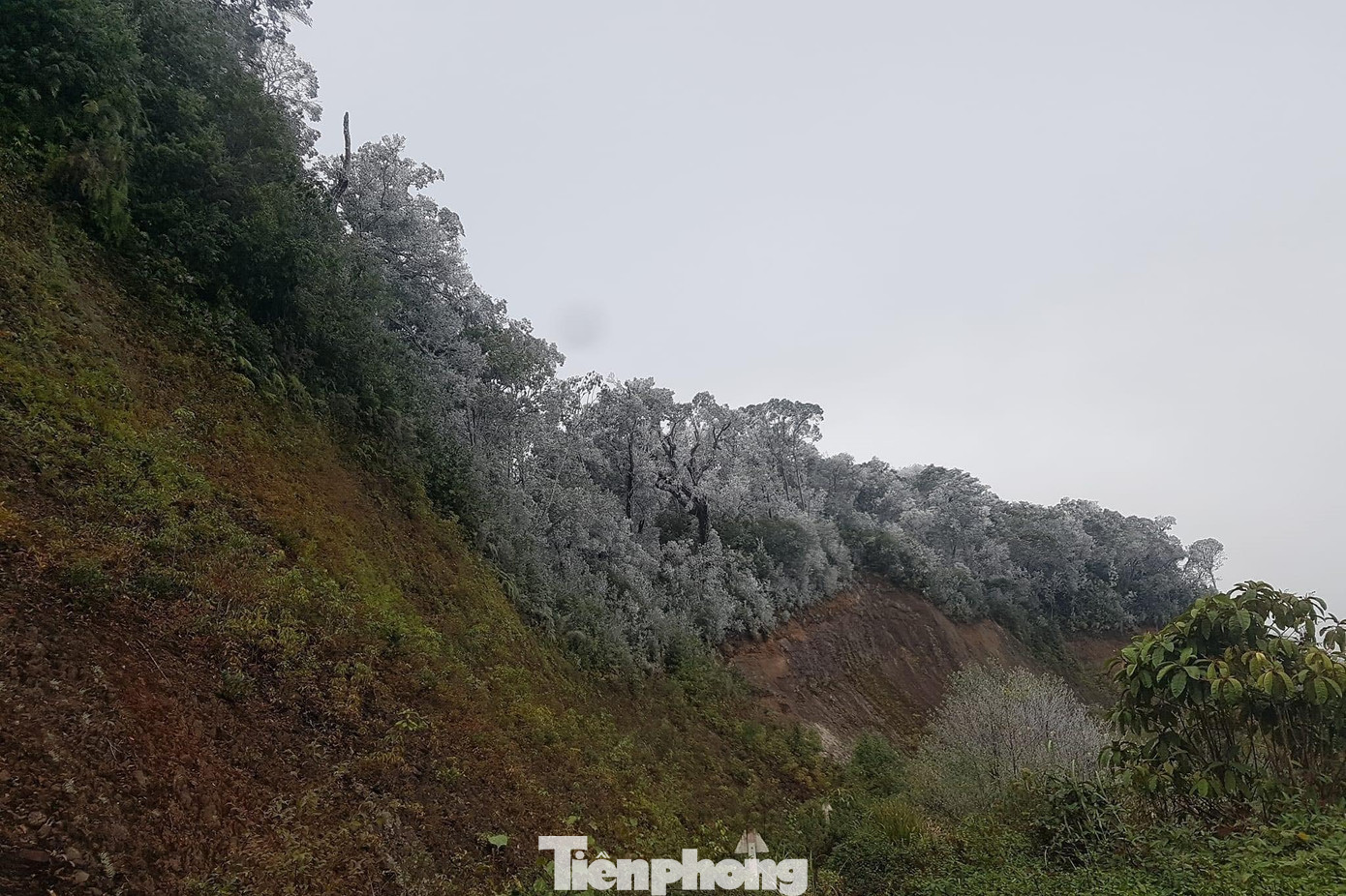 Sáng 18/12, tại khu vực chân cột mốc 420 trên đỉnh Puxailaileng thuộc bản Buộc Mú, xã Na Ngoi (huyện Kỳ Sơn, Nghệ An) do Đồn Biên phòng Na Ngoi (Bộ đội Biên phòng Nghệ An) quản lý hầu hết tuyết đã phủ trắng trên các cành cây, ngọn cỏ. (Ảnh: BP) Sáng 18/12, tại khu vực chân cột mốc 420 trên đỉnh Puxailaileng thuộc bản Buộc Mú, xã Na Ngoi (huyện Kỳ Sơn, Nghệ An) do Đồn Biên phòng Na Ngoi (Bộ đội Biên phòng Nghệ An) quản lý hầu hết tuyết đã phủ trắng trên các cành cây, ngọn cỏ. (Ảnh: BP)