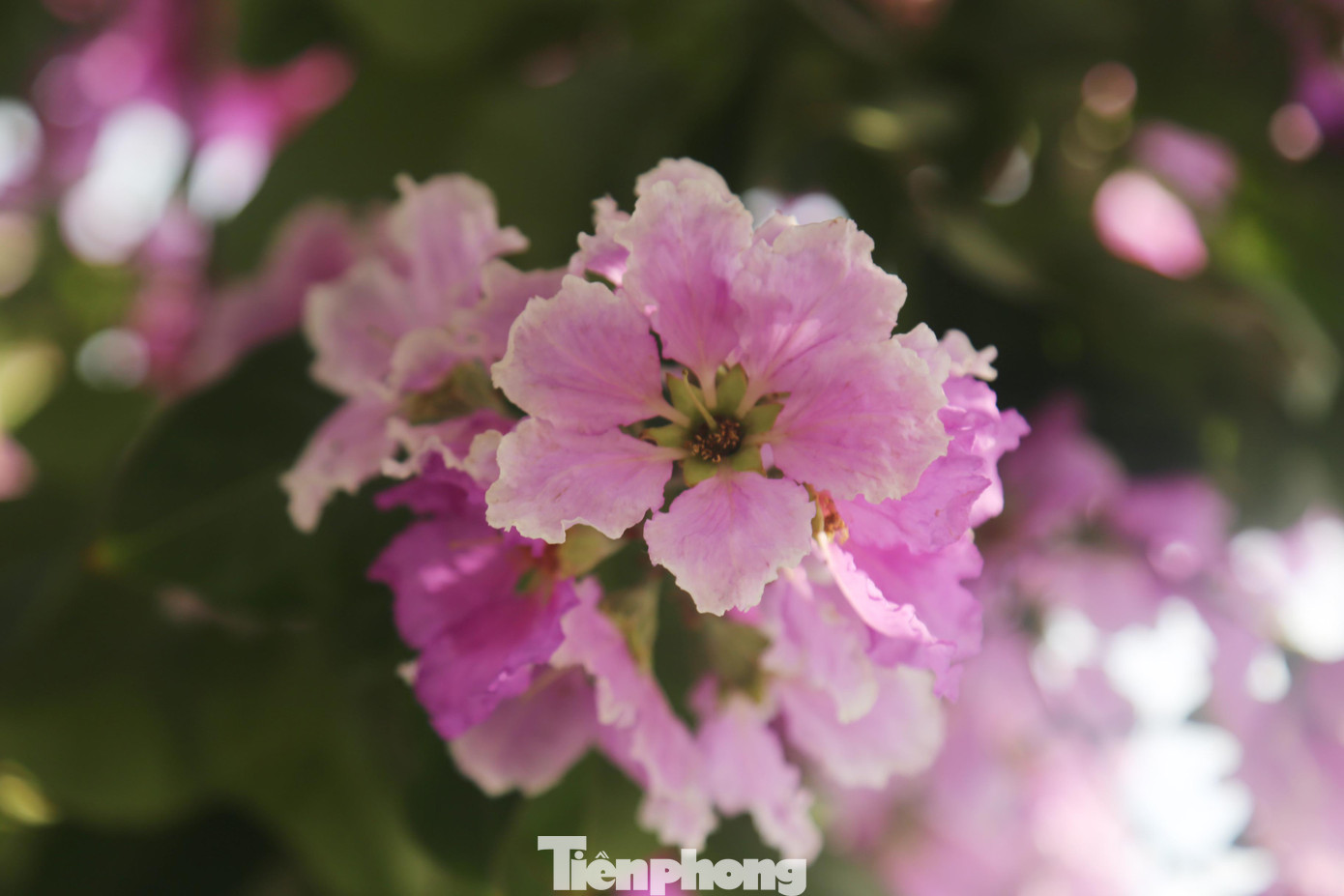 Hoa bằng lăng có màu tím hoặc tím nhạt, mọc thành chùm dài từ 20 đến 40 cm. Mỗi bông hoa có 6 cánh. mỗi cánh dài chừng 2 đến 3,5 cm