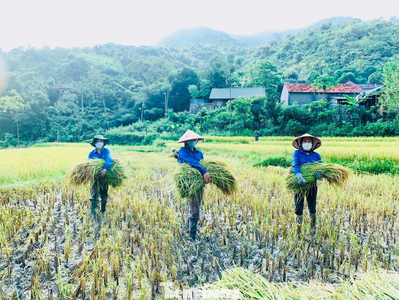 Trong một ngày, các tình nguyện viên đã giúp dân gặt được 2 ha lúa