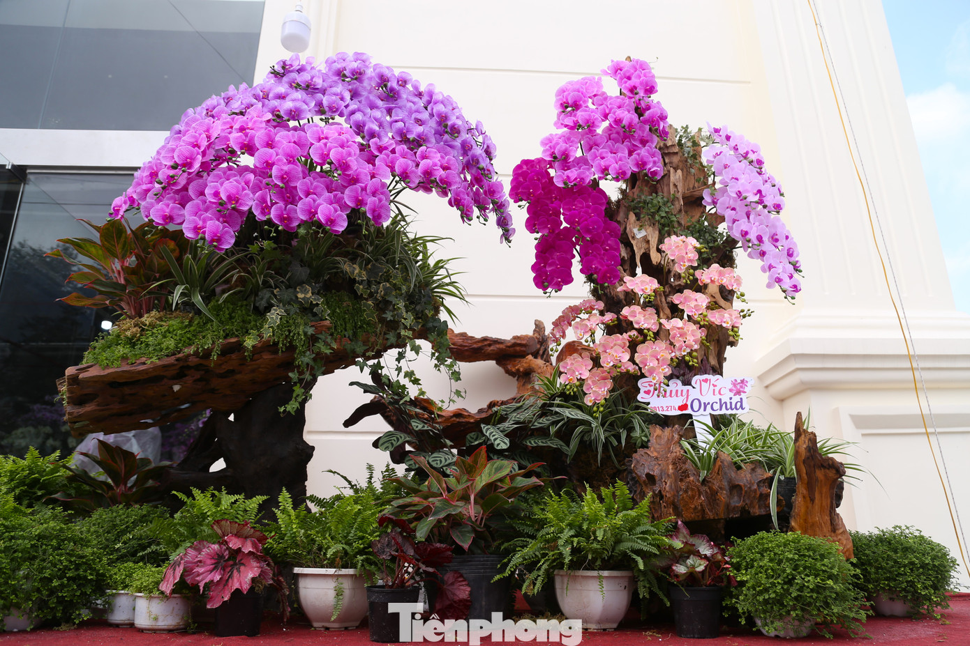 Nhiều chậu lan hồ điệp khủng cao gần 2m có giá hàng chục triệu đồng.